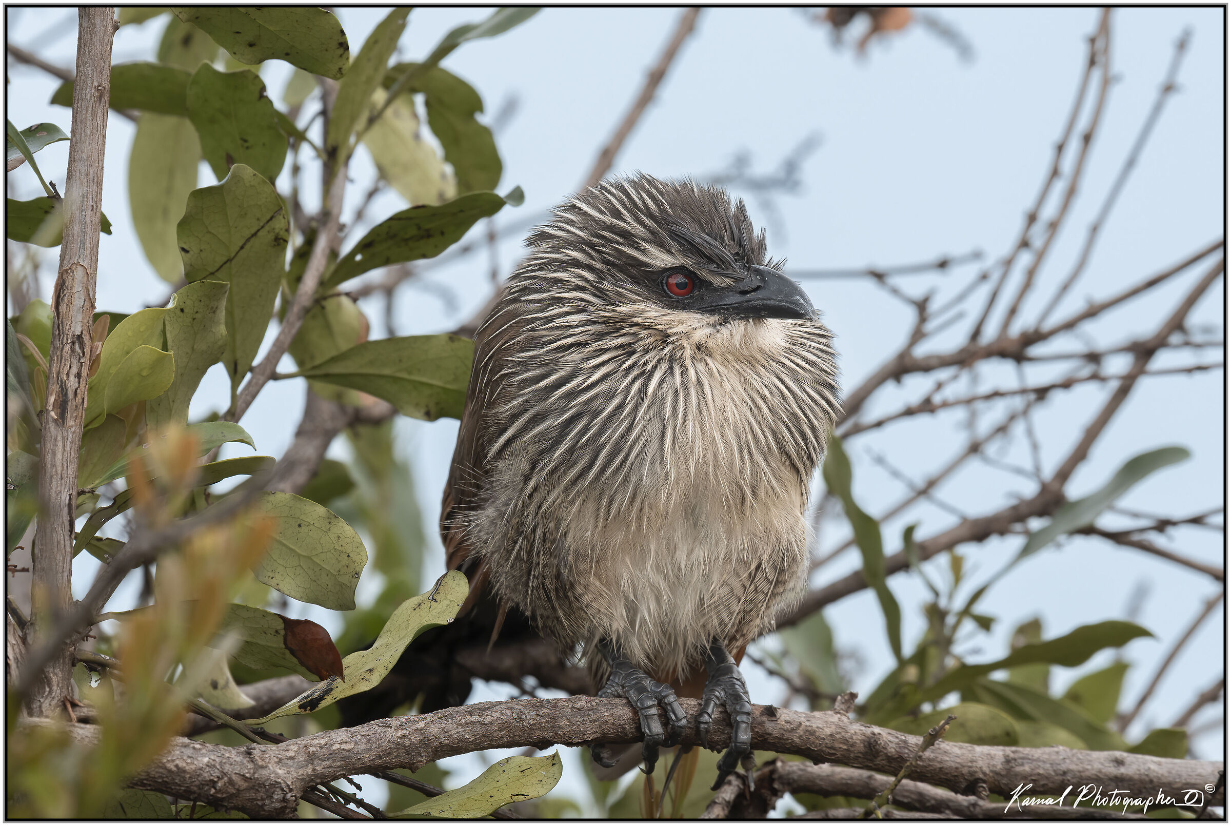 White-browed coucal (Centropus superciliosus)