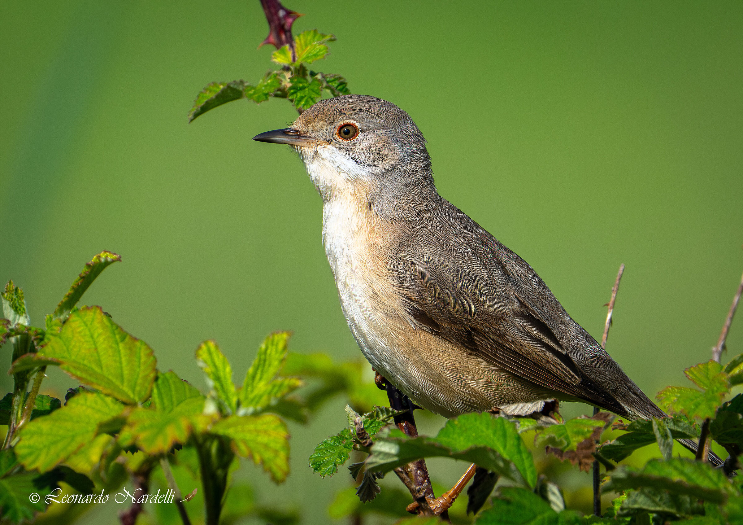 Female Eurasian Warbler (Sylvia cantillans),