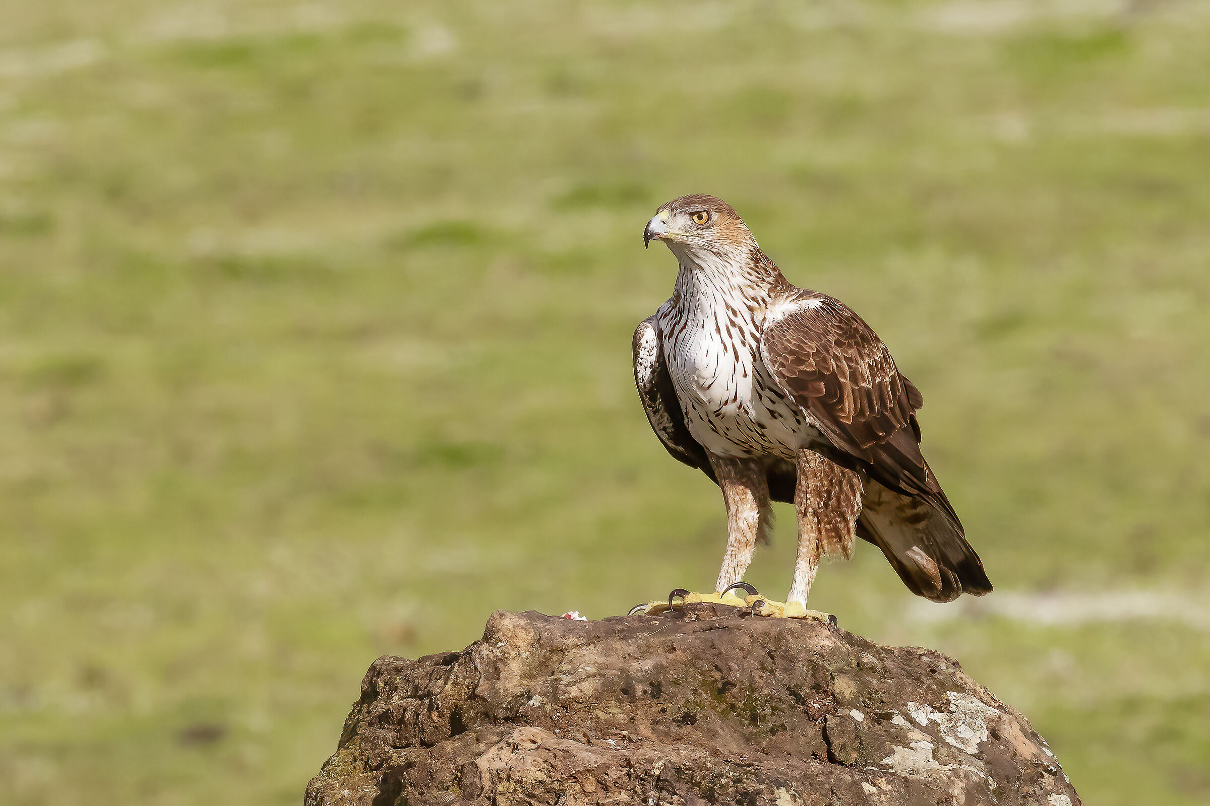 Aquila del Bonelli