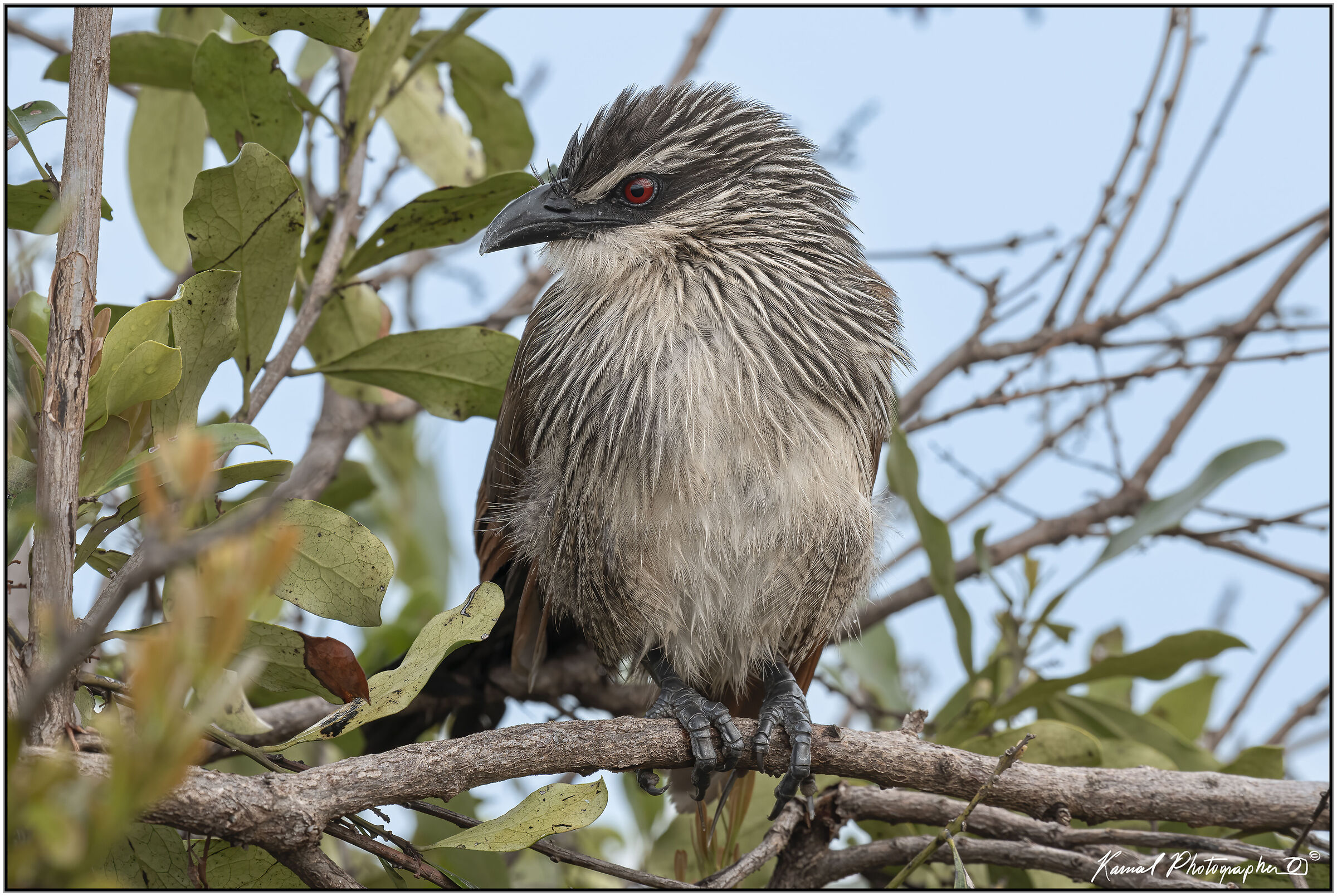 White-browed coucal(Centropus superciliosus)