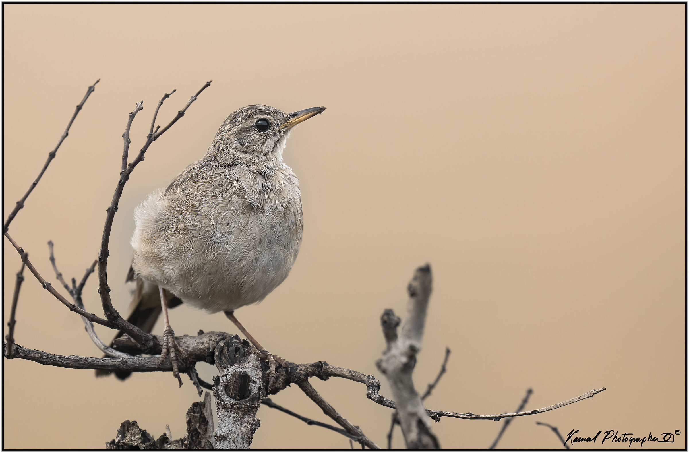 African pipit (Anthus cinnamomeus)
