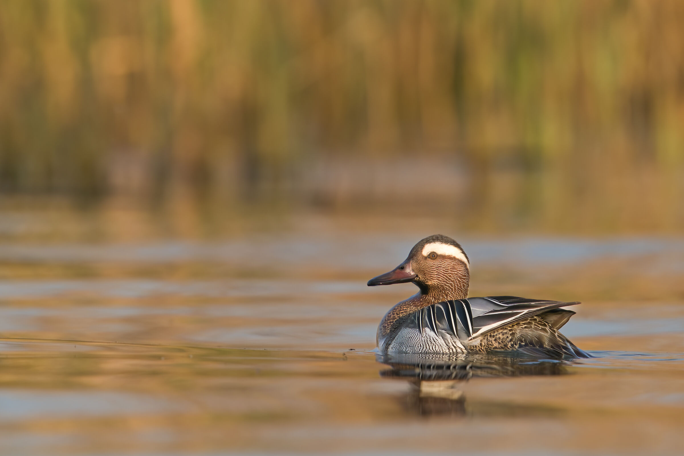 Garganey