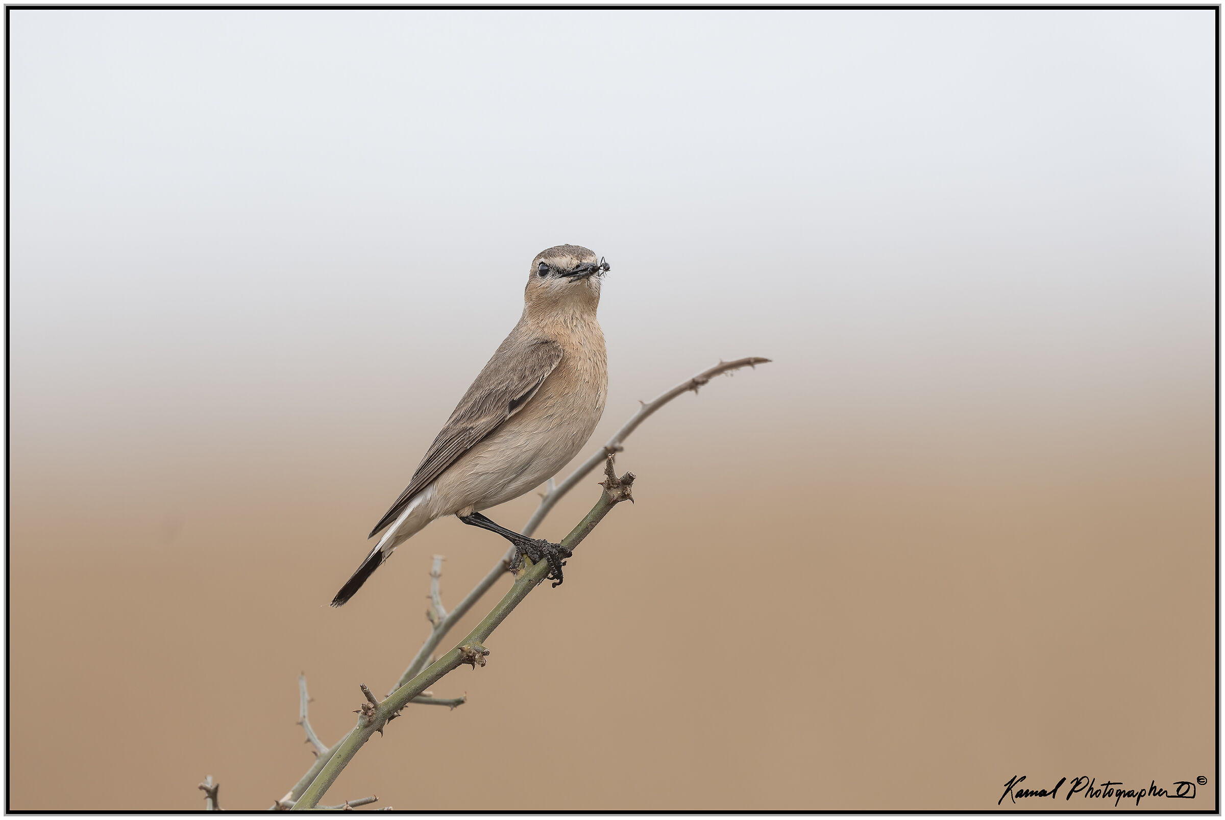 Isabellina Wheatear (oenanthe Isabellina)
