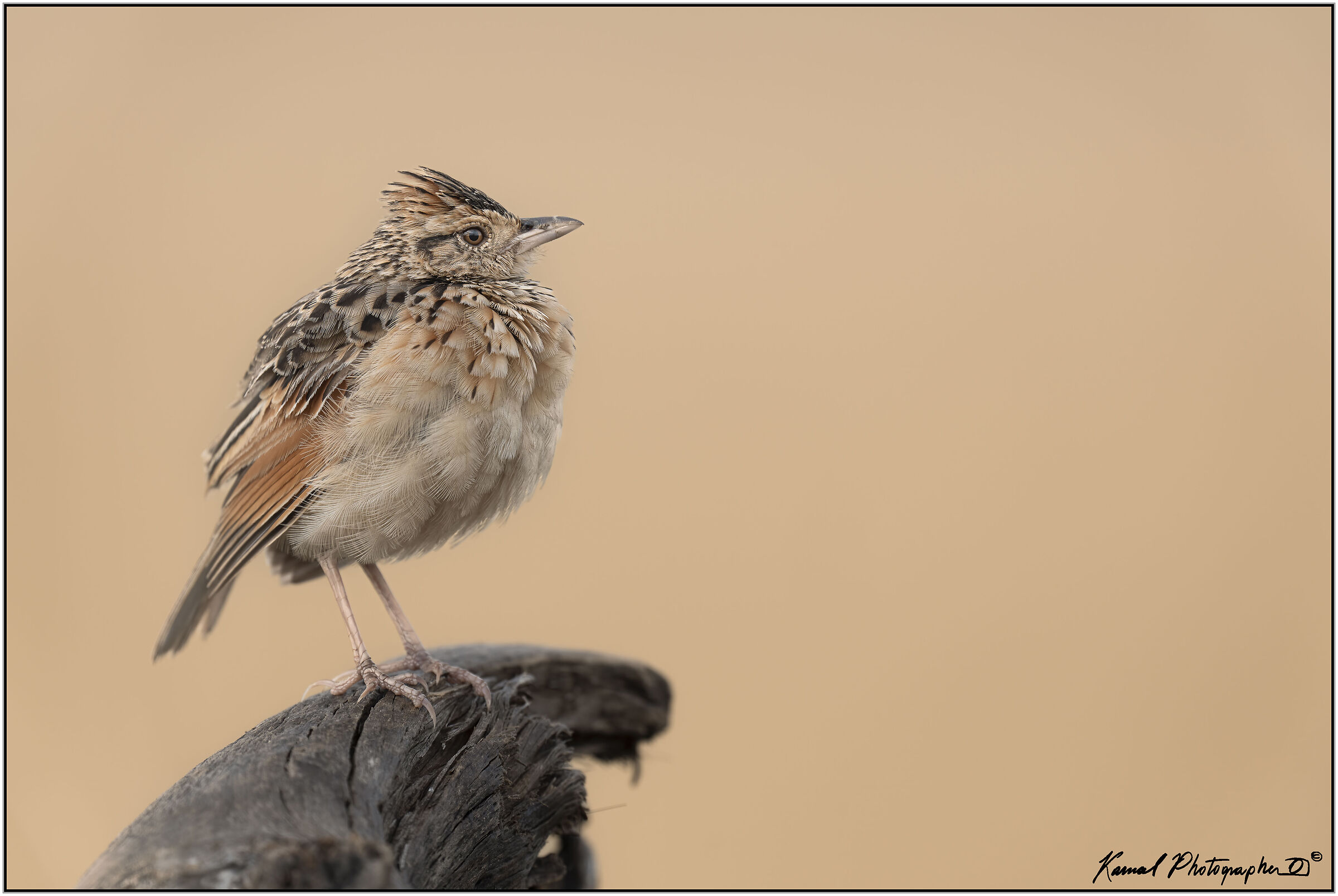 Reddish skylark (Mirafra africana)