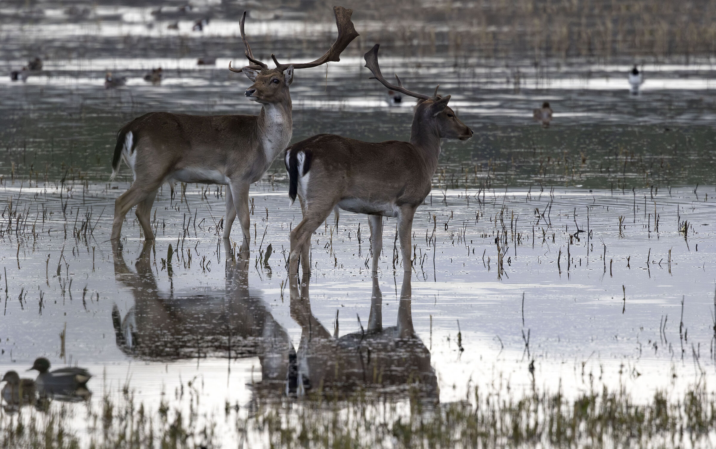 fallow deer at dawn
