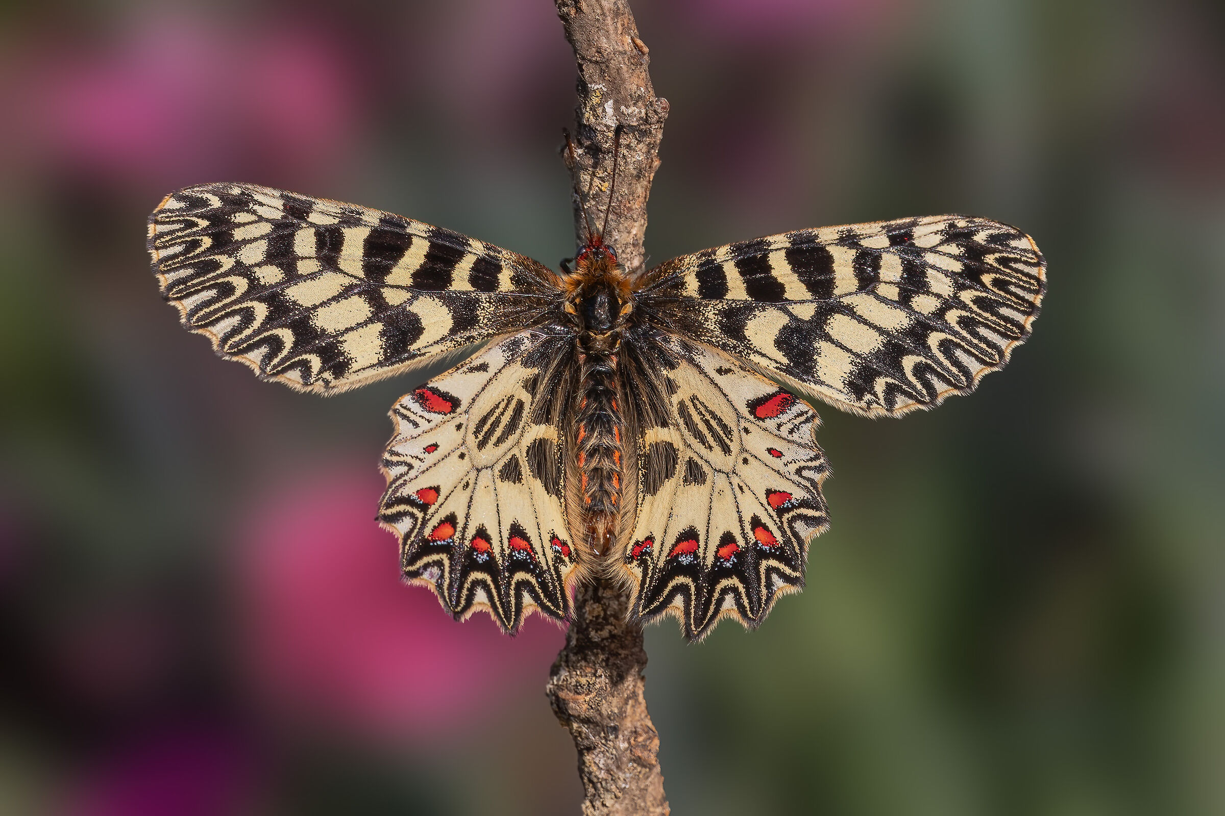 Zerynthia polyxena