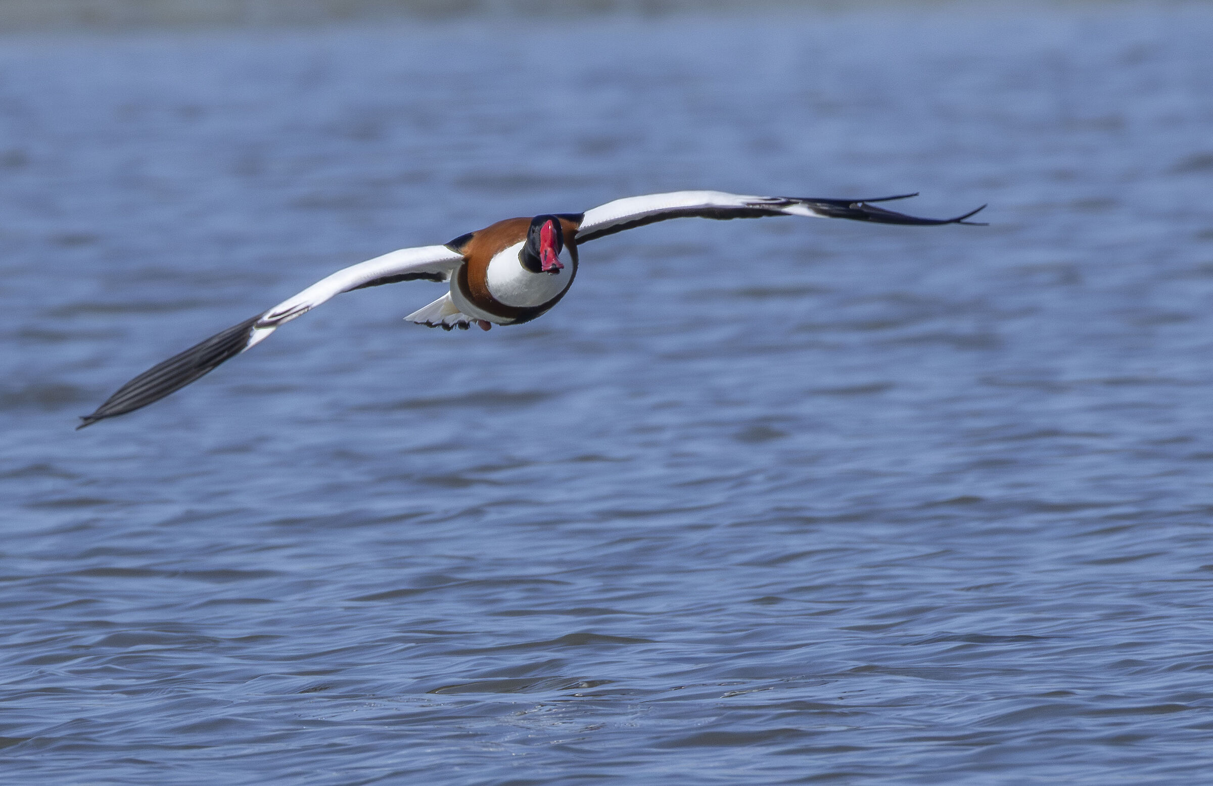 Shelduck 1
