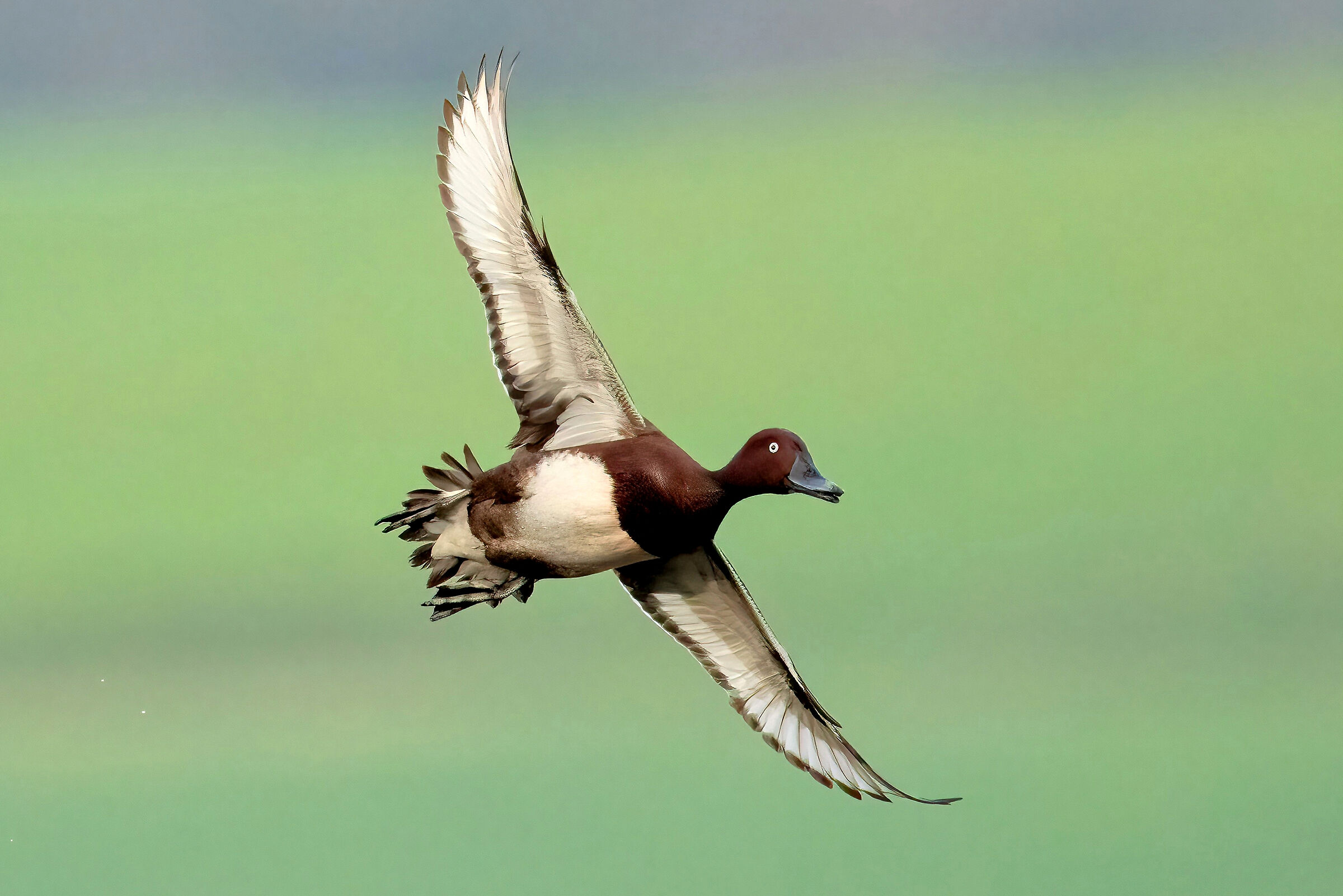 Ferruginous duck (Aythya nyroca)