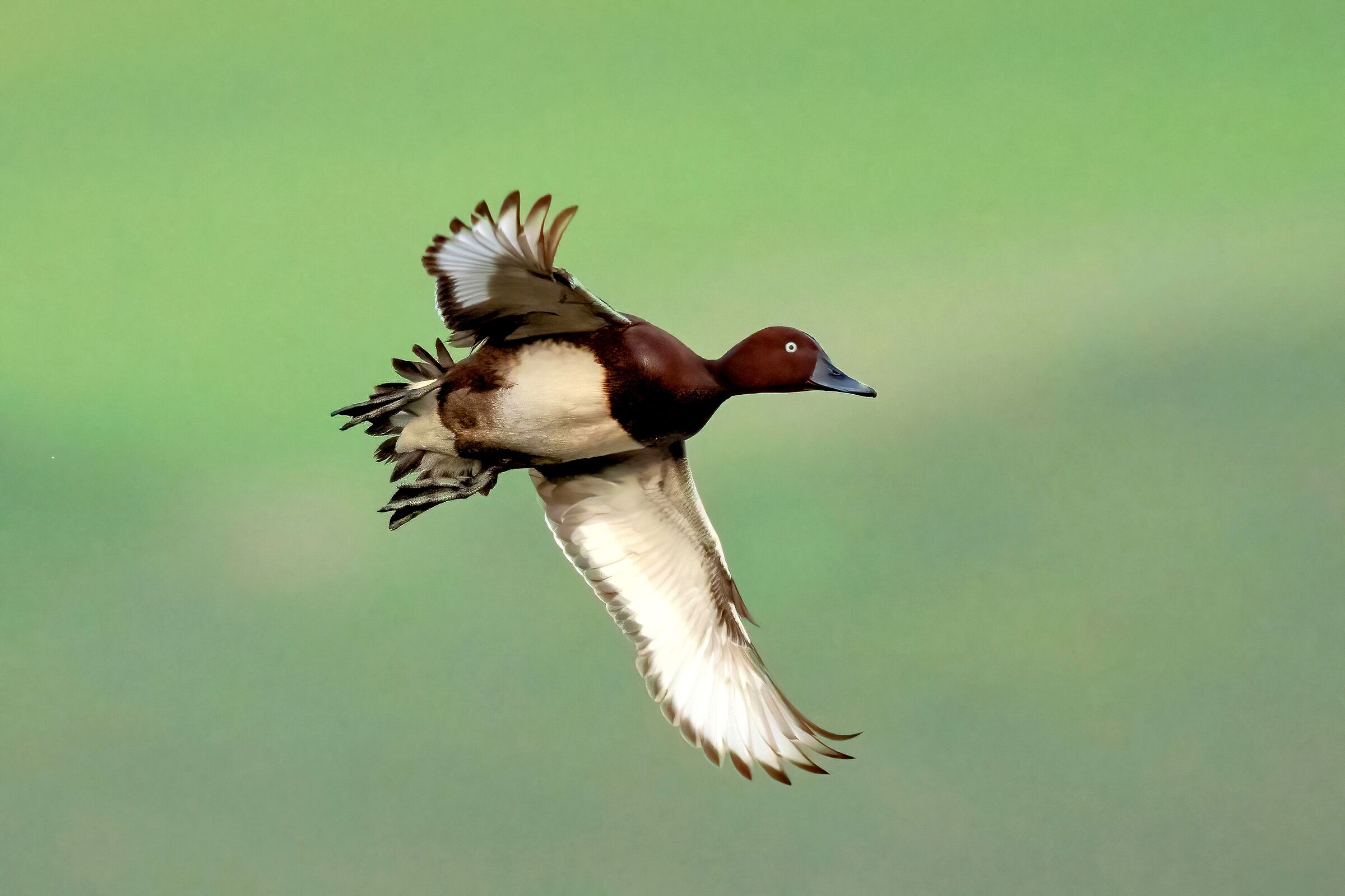 Ferruginous duck (Aythya nyroca)