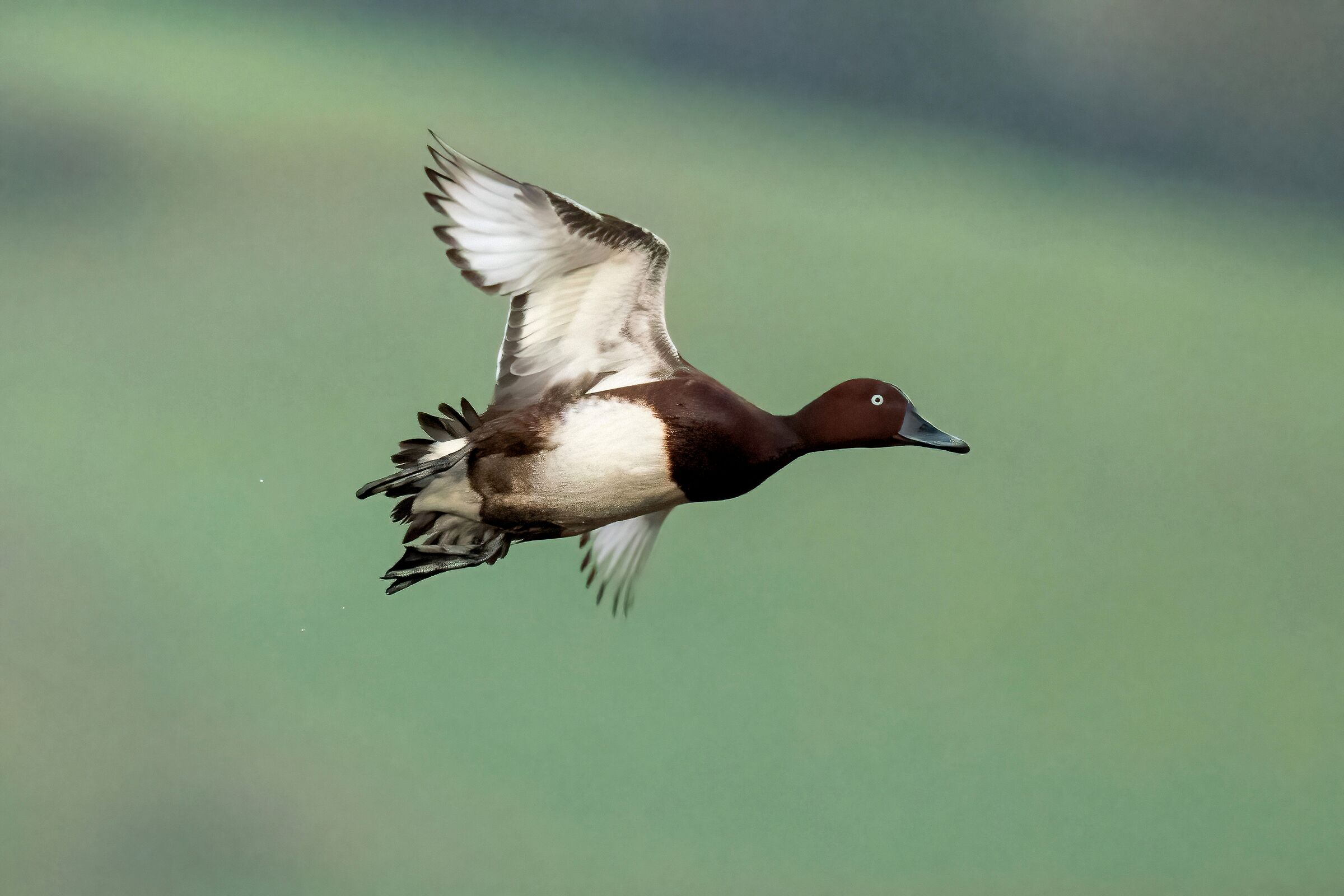Ferruginous duck (Aythya nyroca)