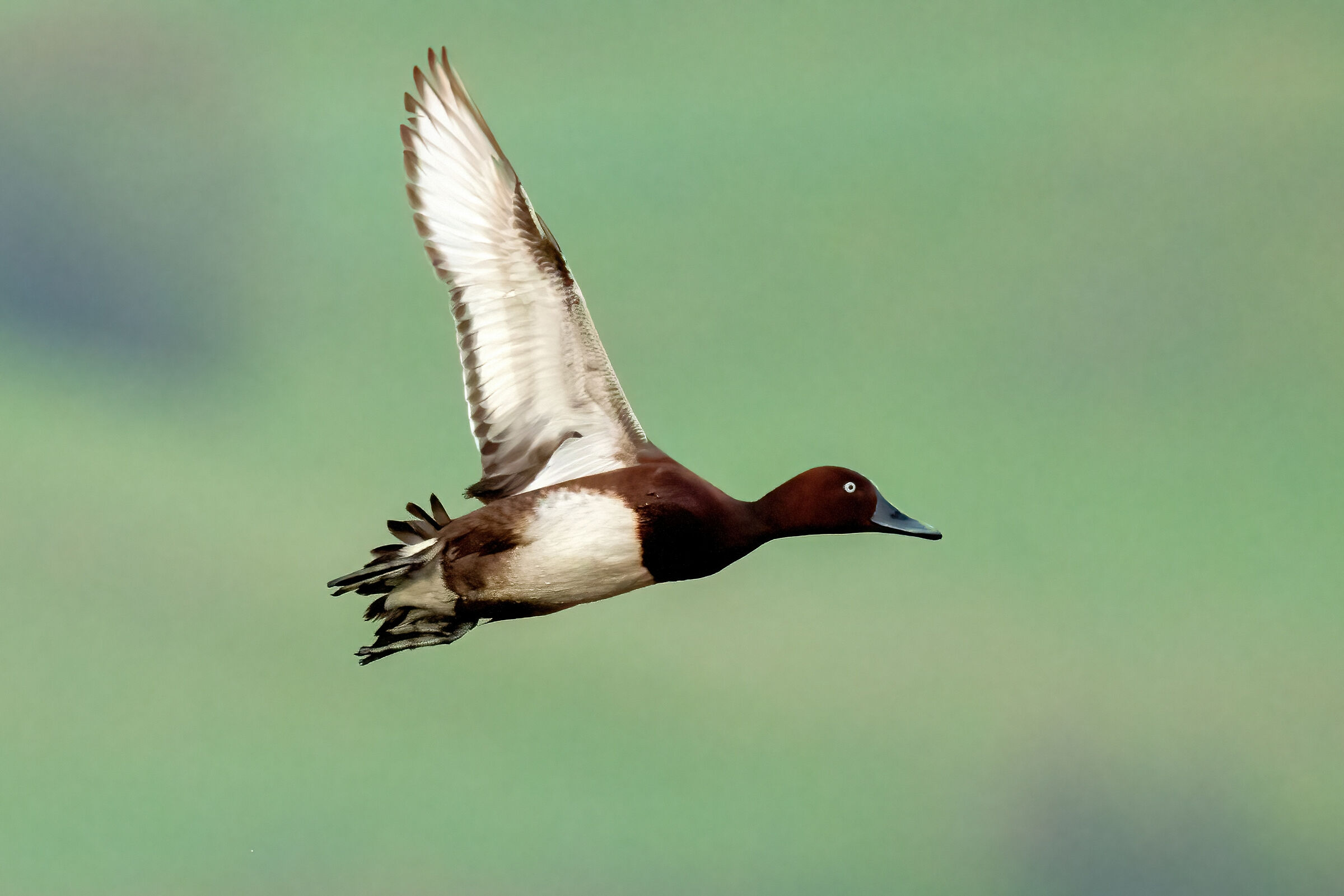 Ferruginous duck (Aythya nyroca)