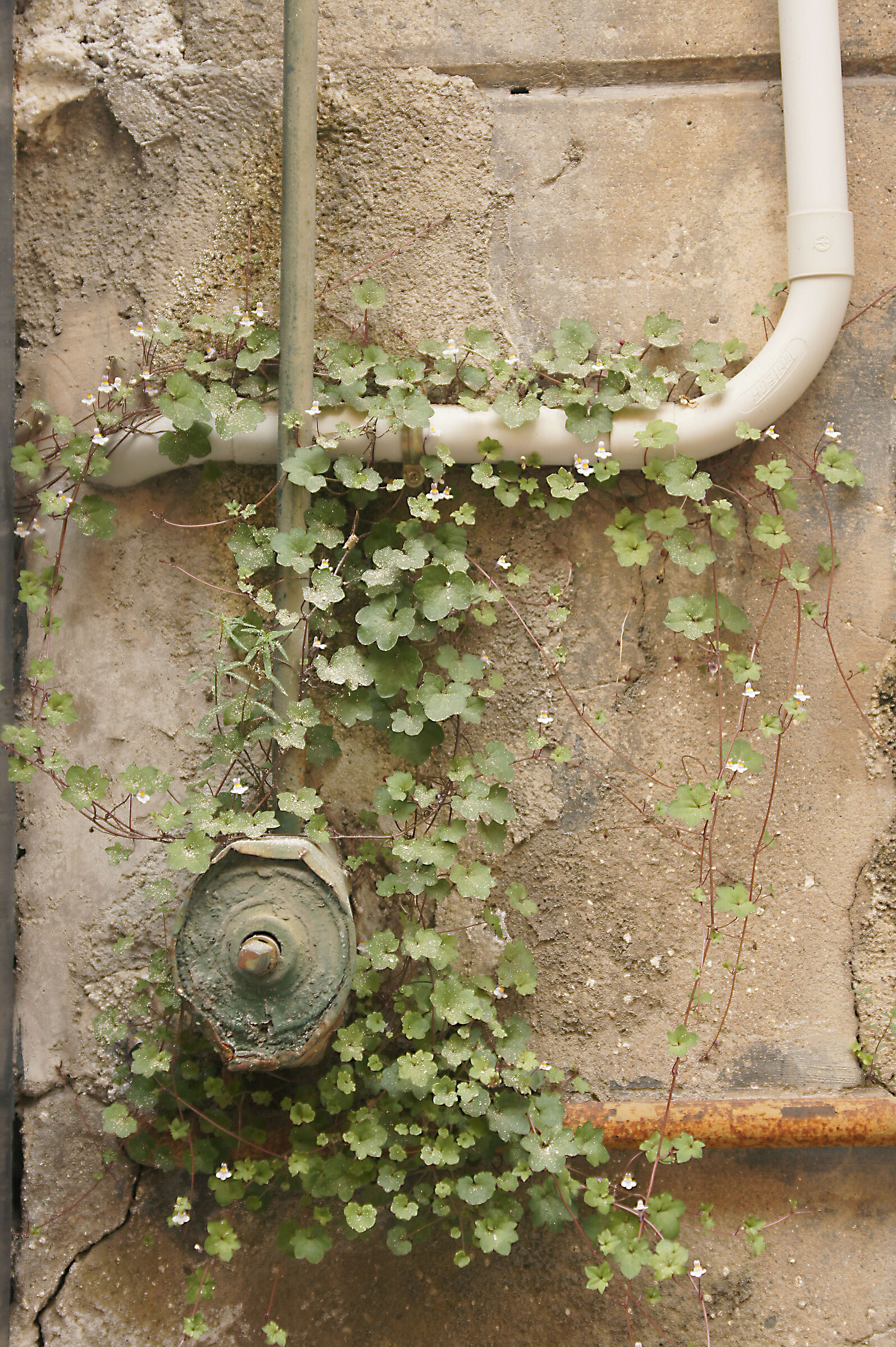 Grass and flowers on the wall