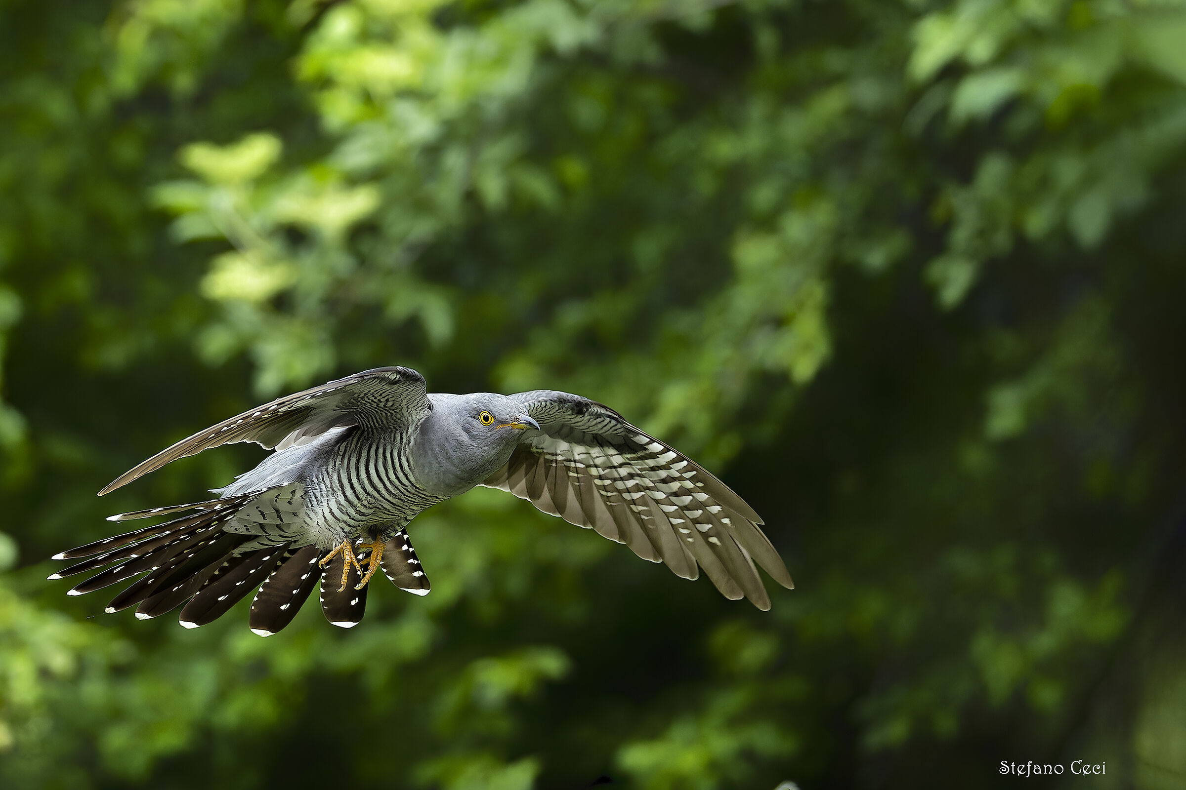 Cuckoo in flight