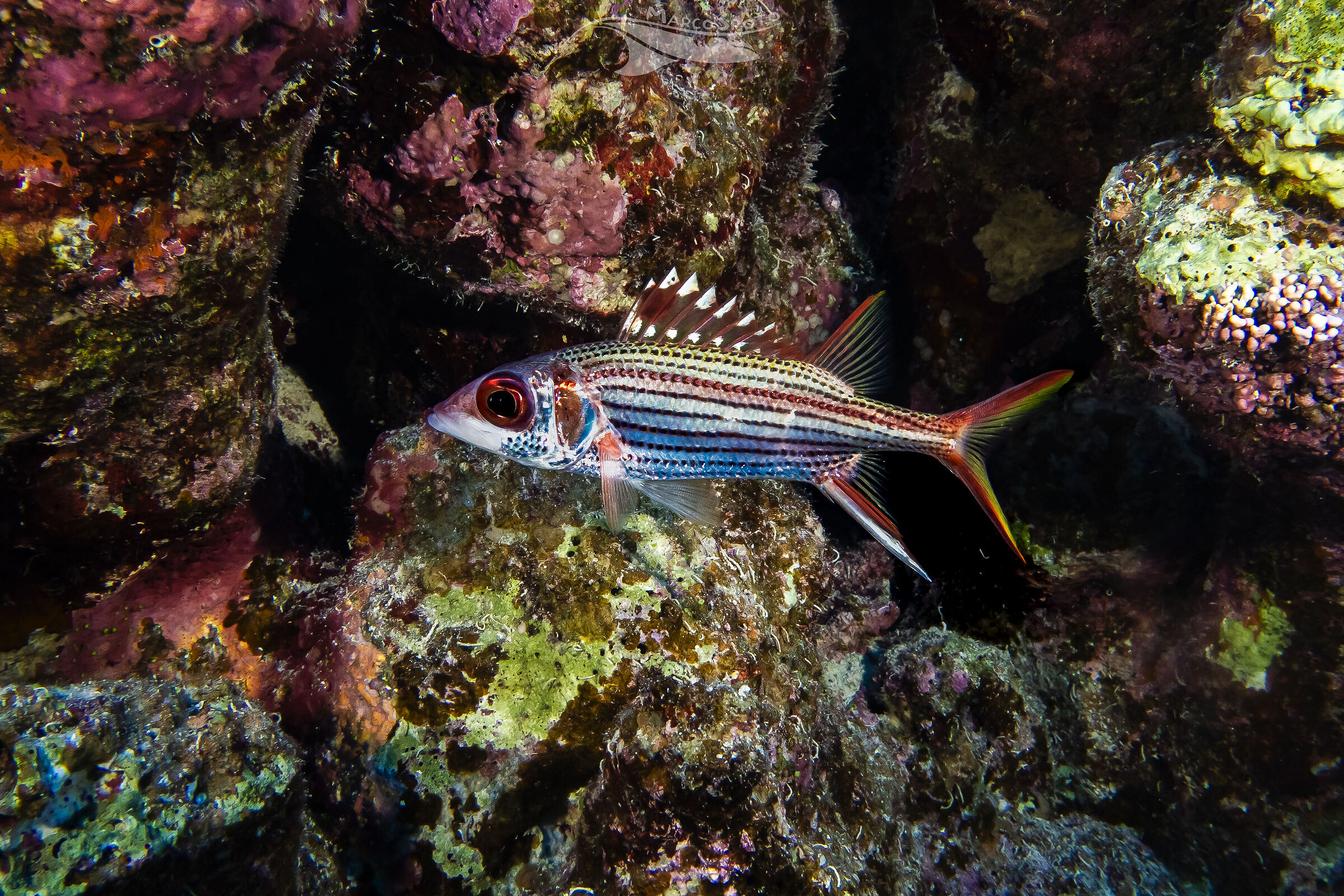 Lo Spotfin Squirrelfish (Neoniphon sammara)