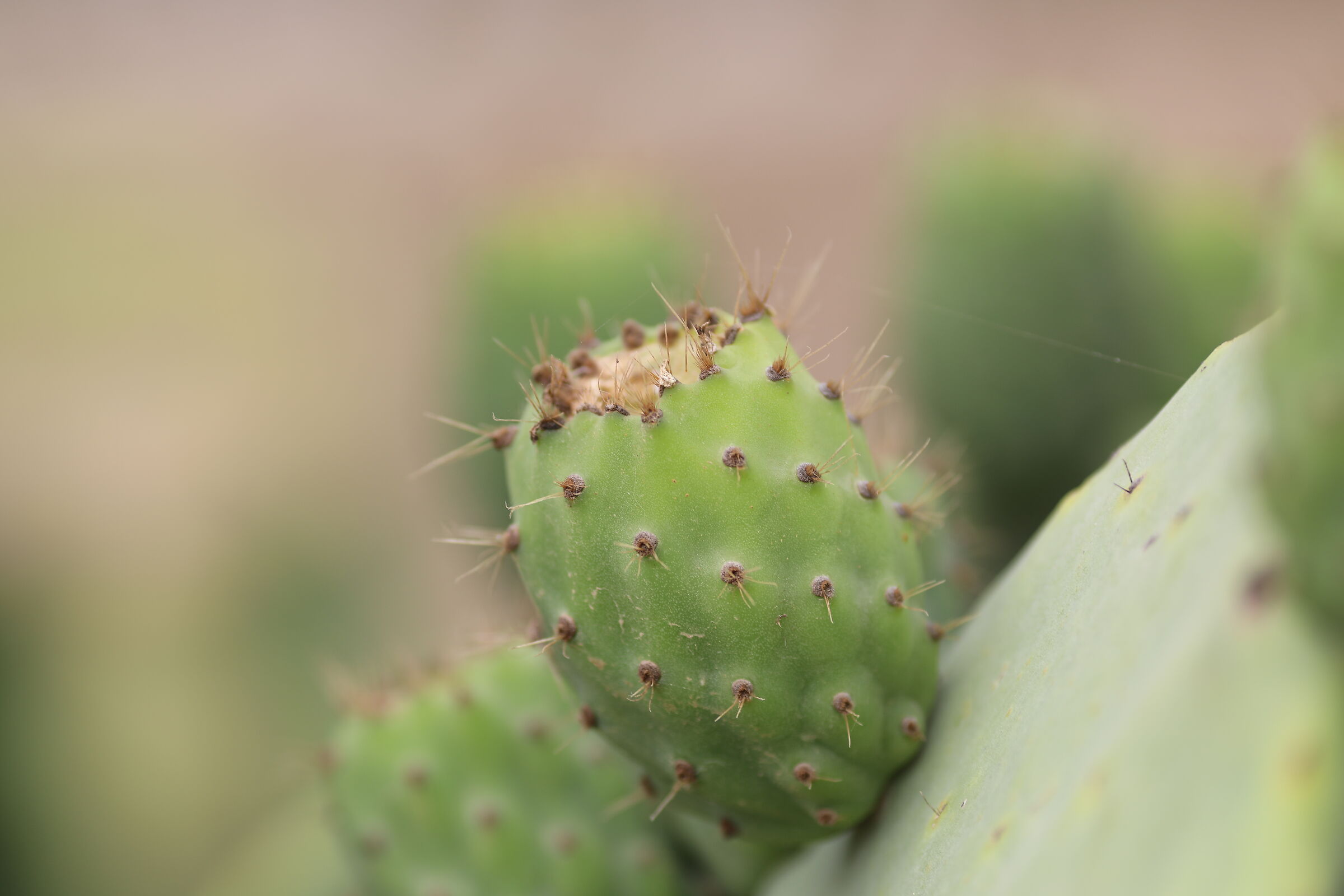 " Crop 189 " Canon 5 D IV, 135 F. 2 L usm+ TC 1.4x...