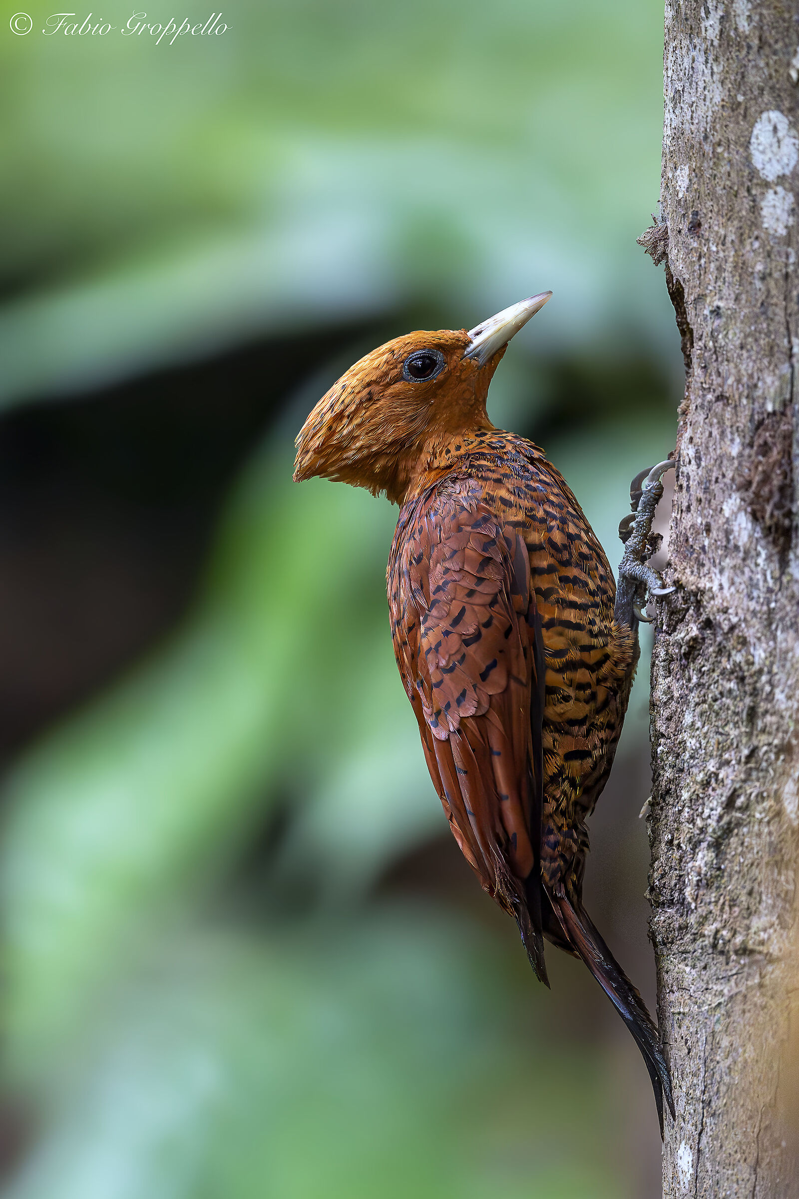 Brown Woodpecker
