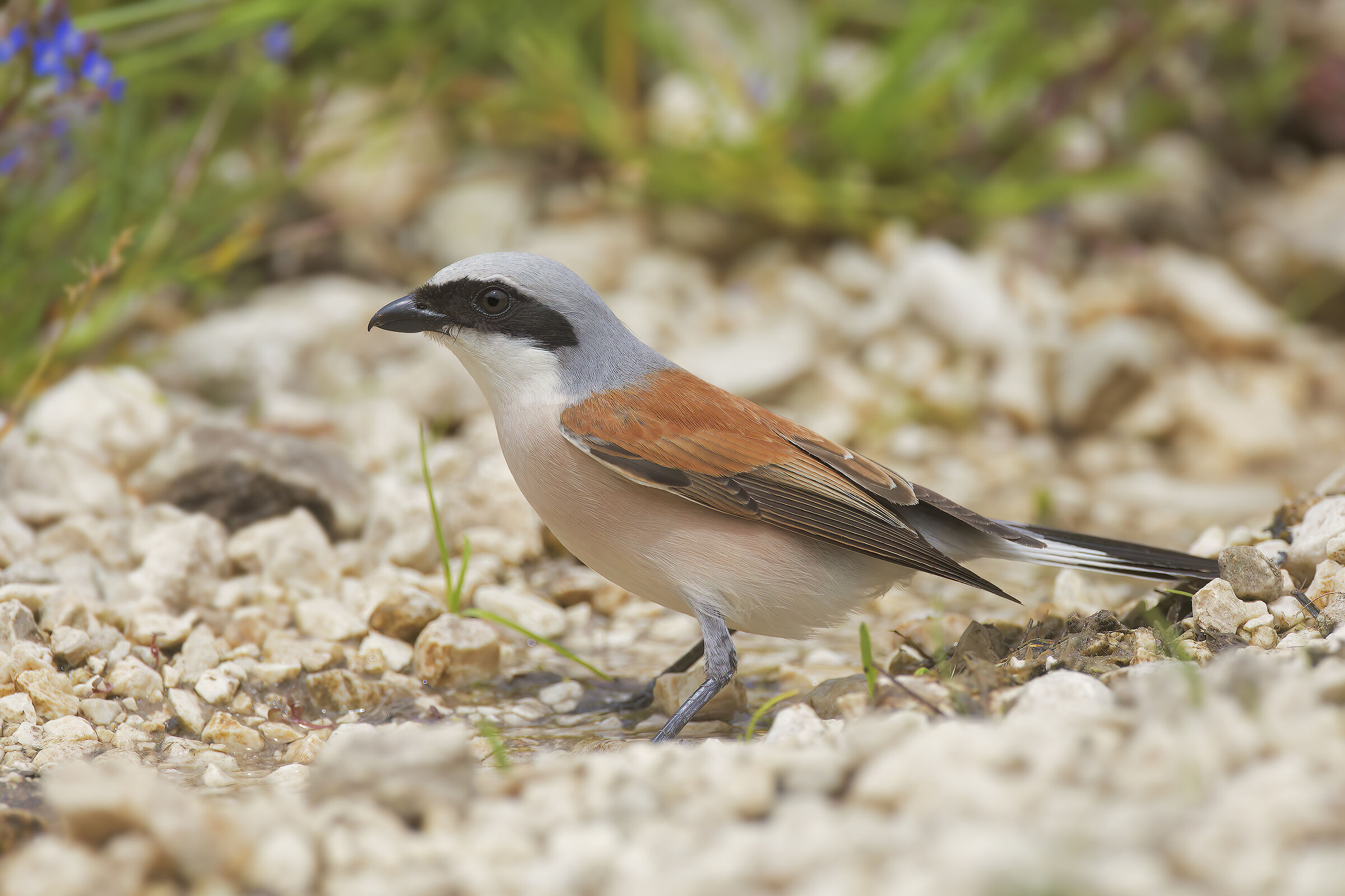 Red-backed shrike