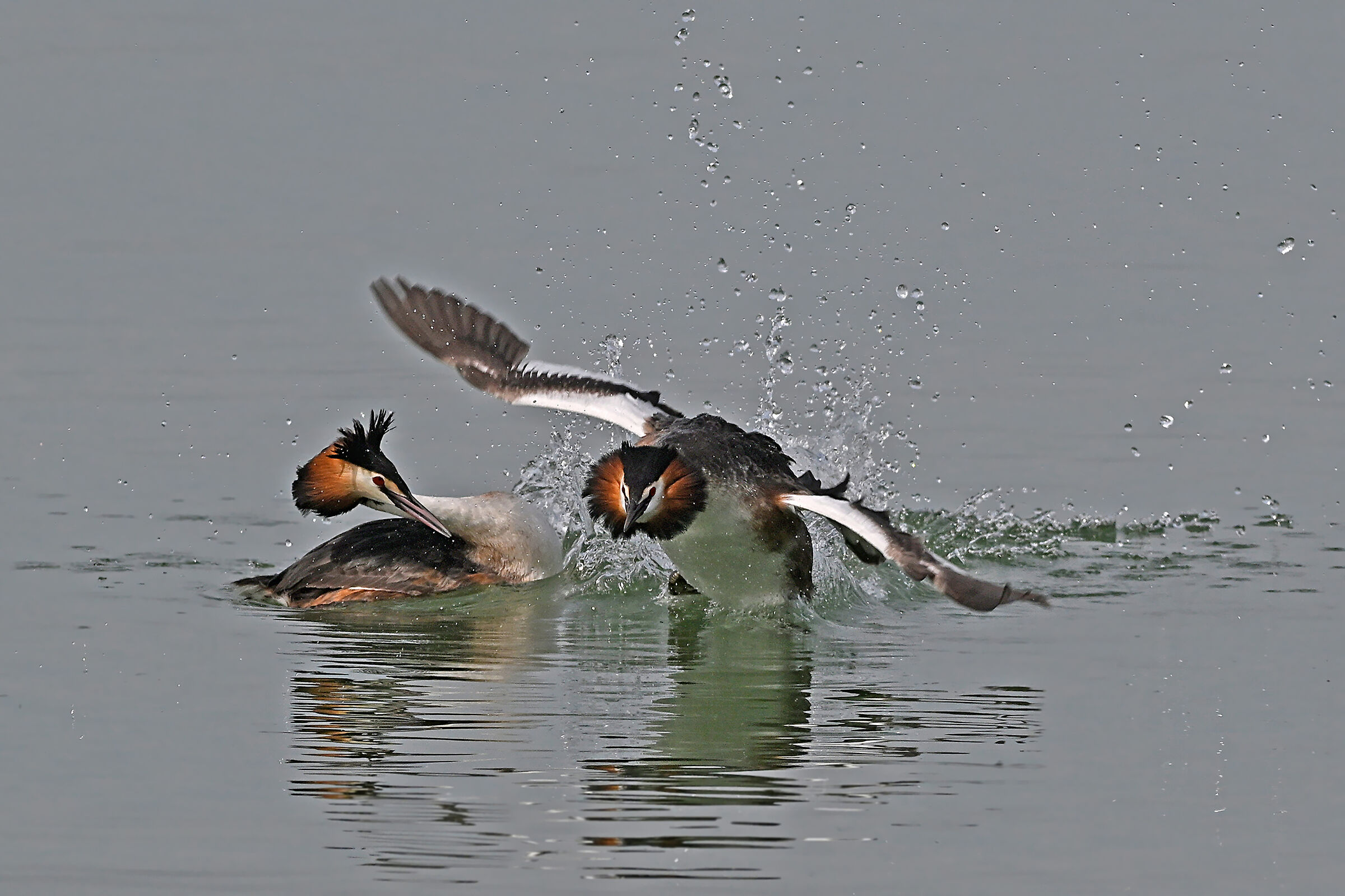 Feather Stories 3 (Grebe)
