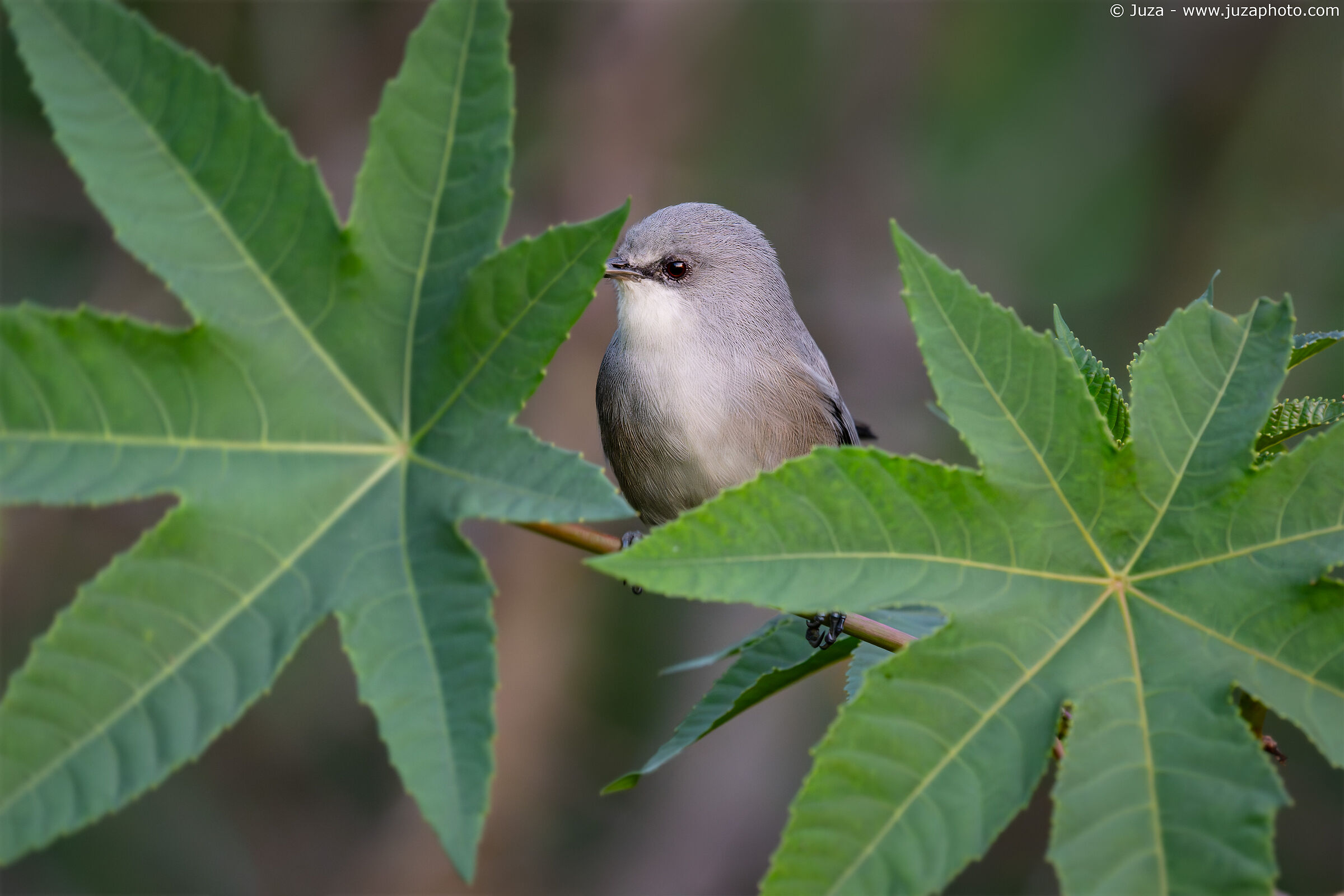 Giocando a nascondino