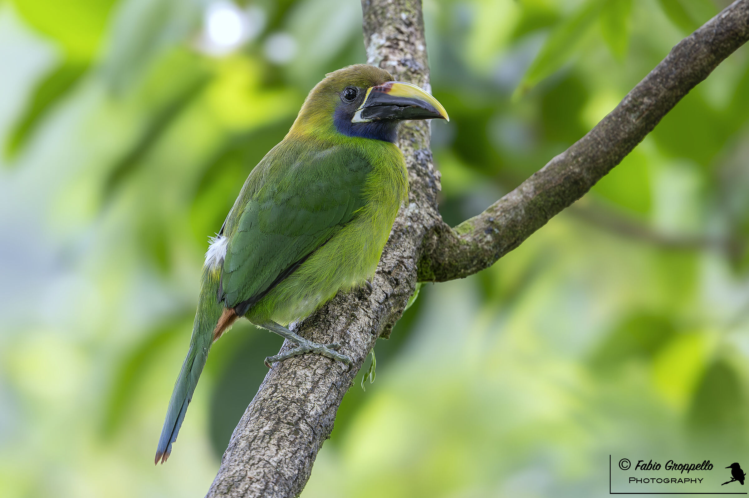 Turquoise toucan