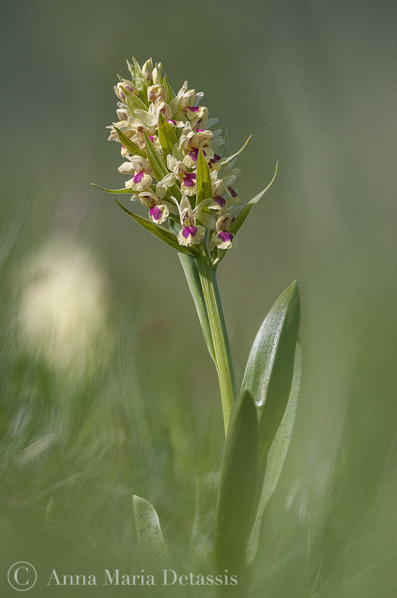 Dactylorhiza sambucina f. chusae