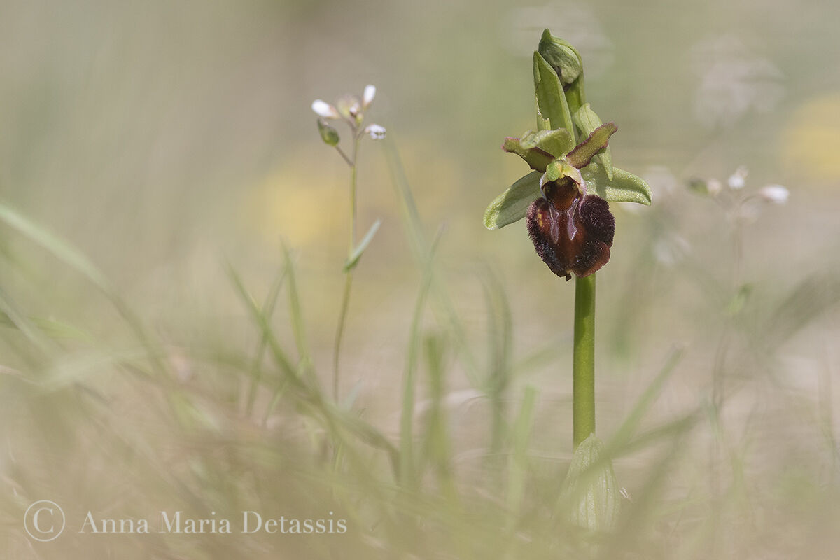 Ophrys sphegodes