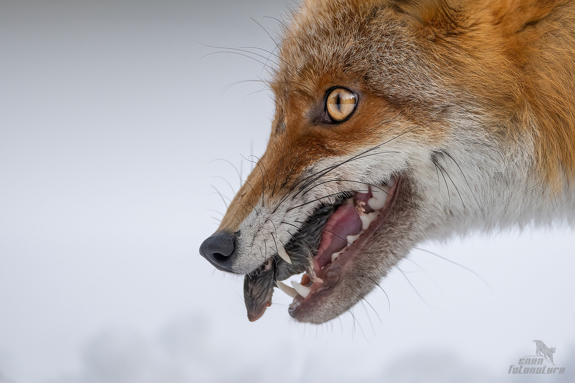 il pranzo è servito
