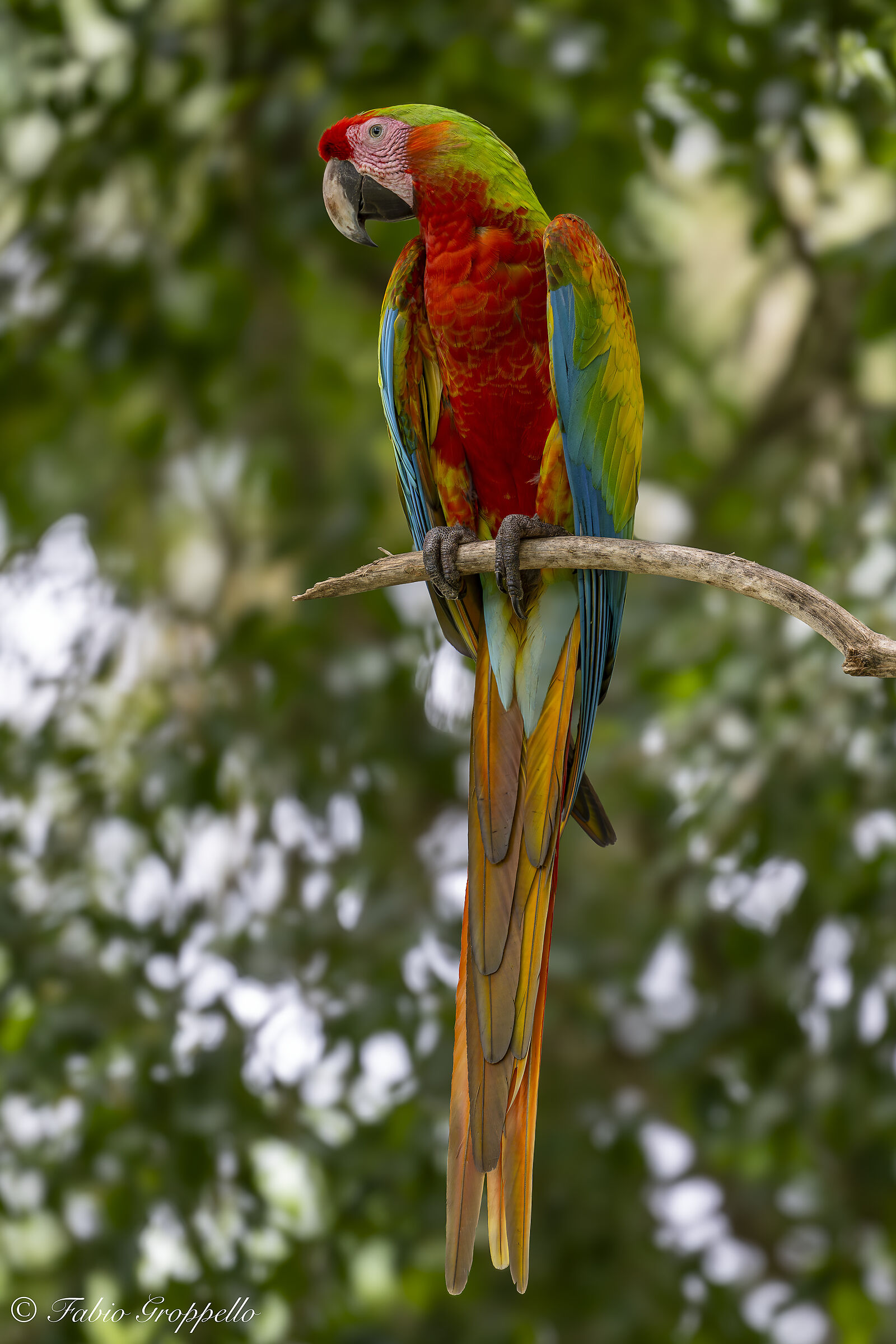 Macaw Parrot - Crossbreed