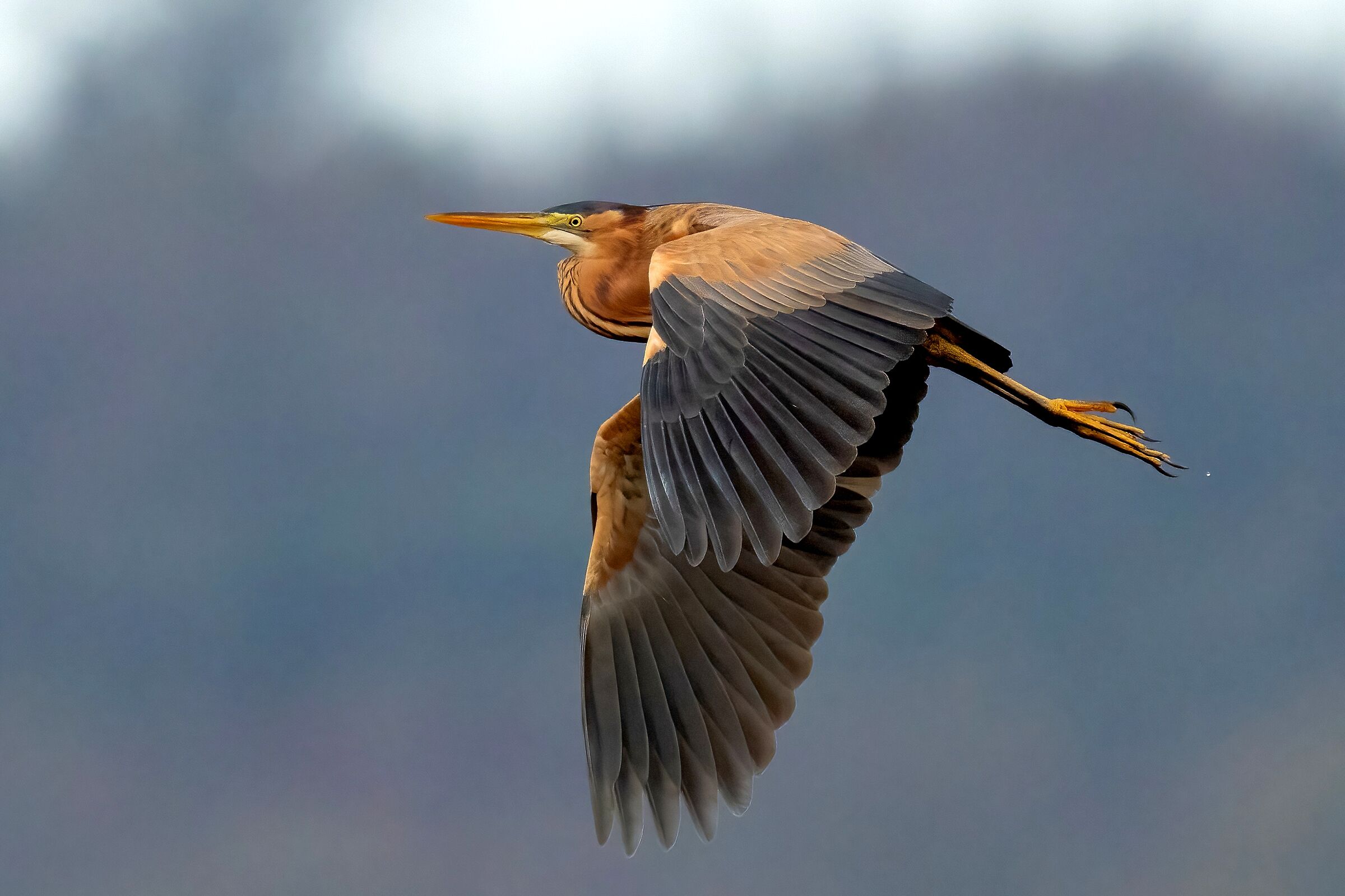 Purple heron (Ardea purpurea)