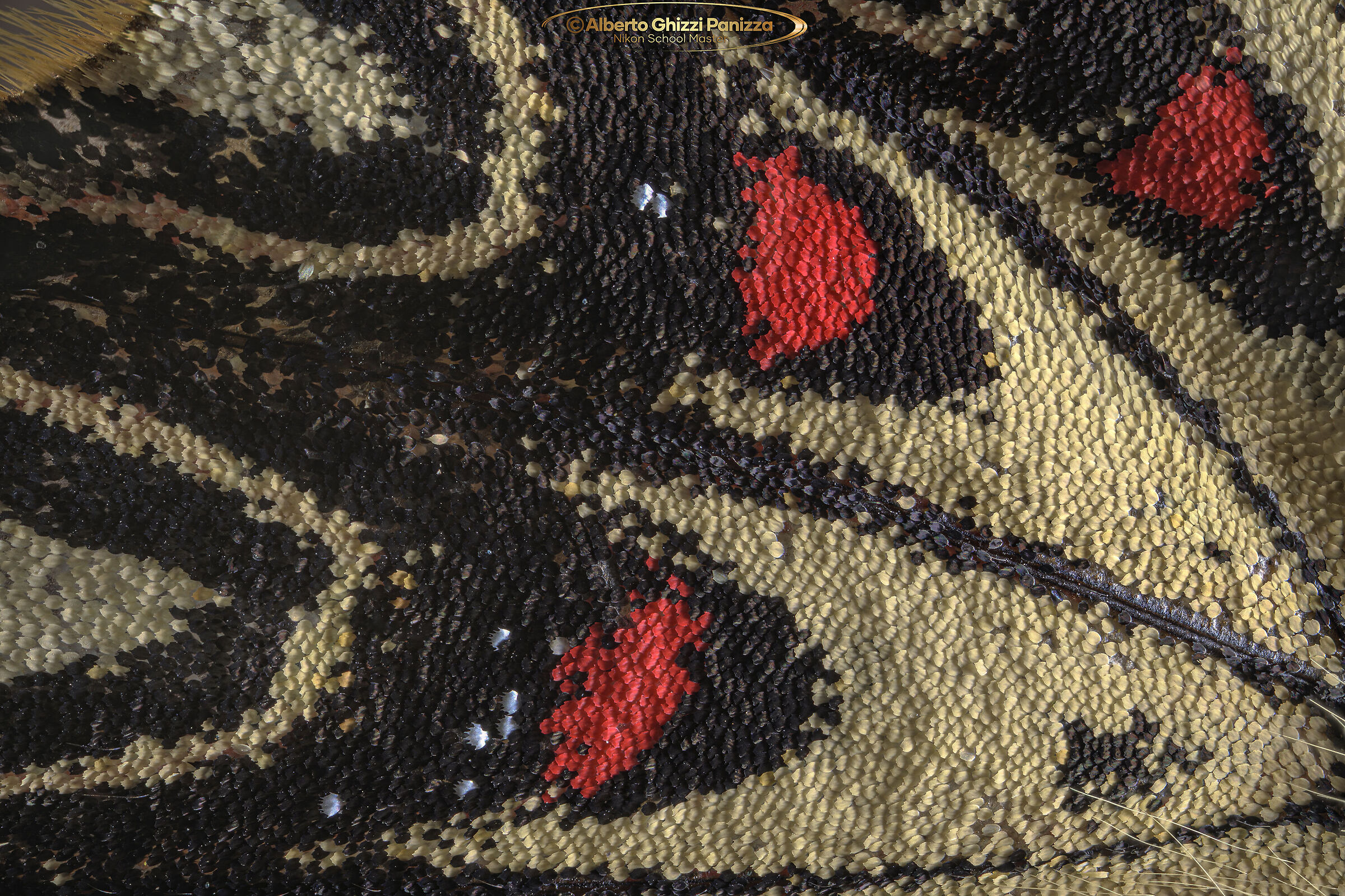 Zerynthia polyxena #5