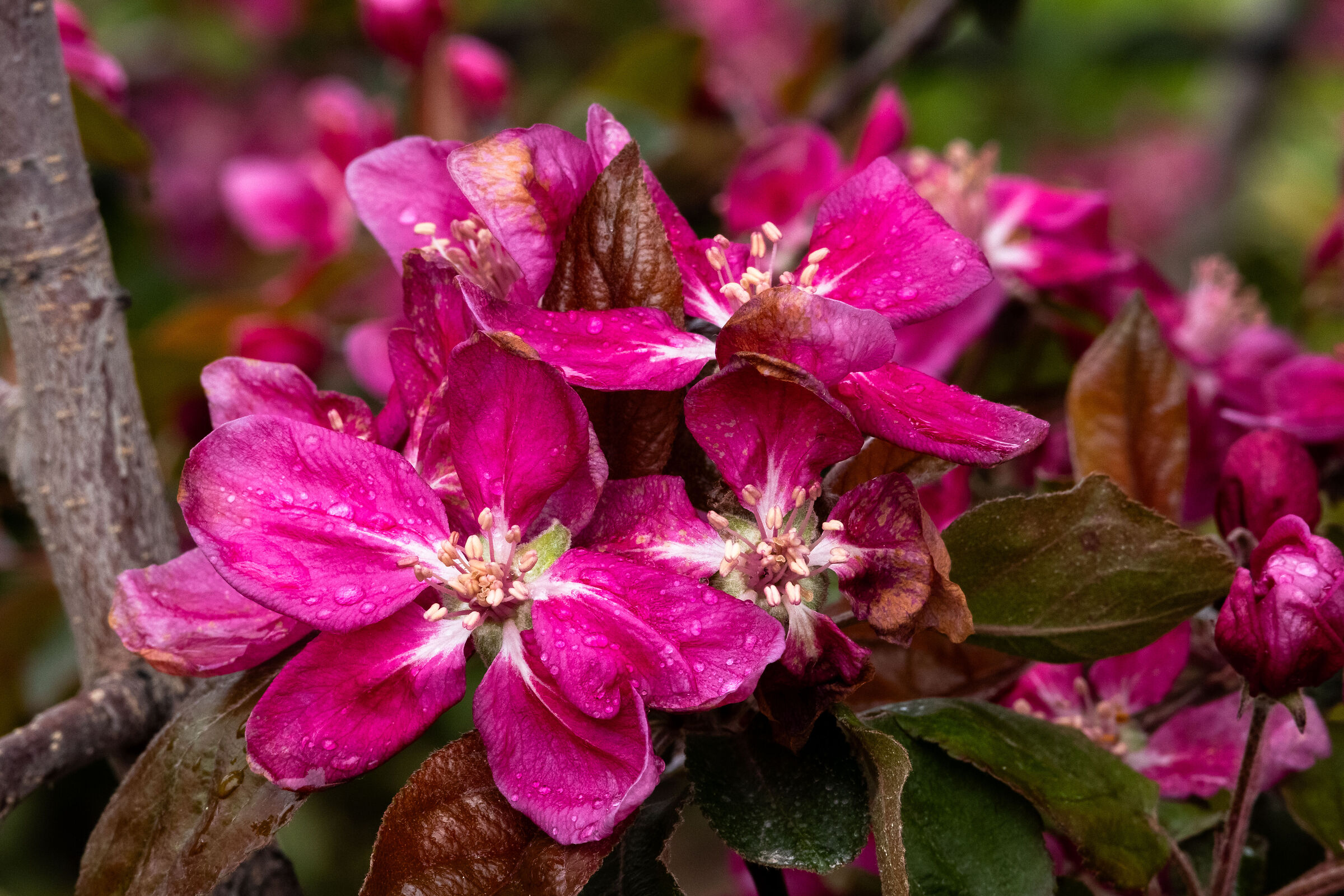 Fiori di melo - Kissabel