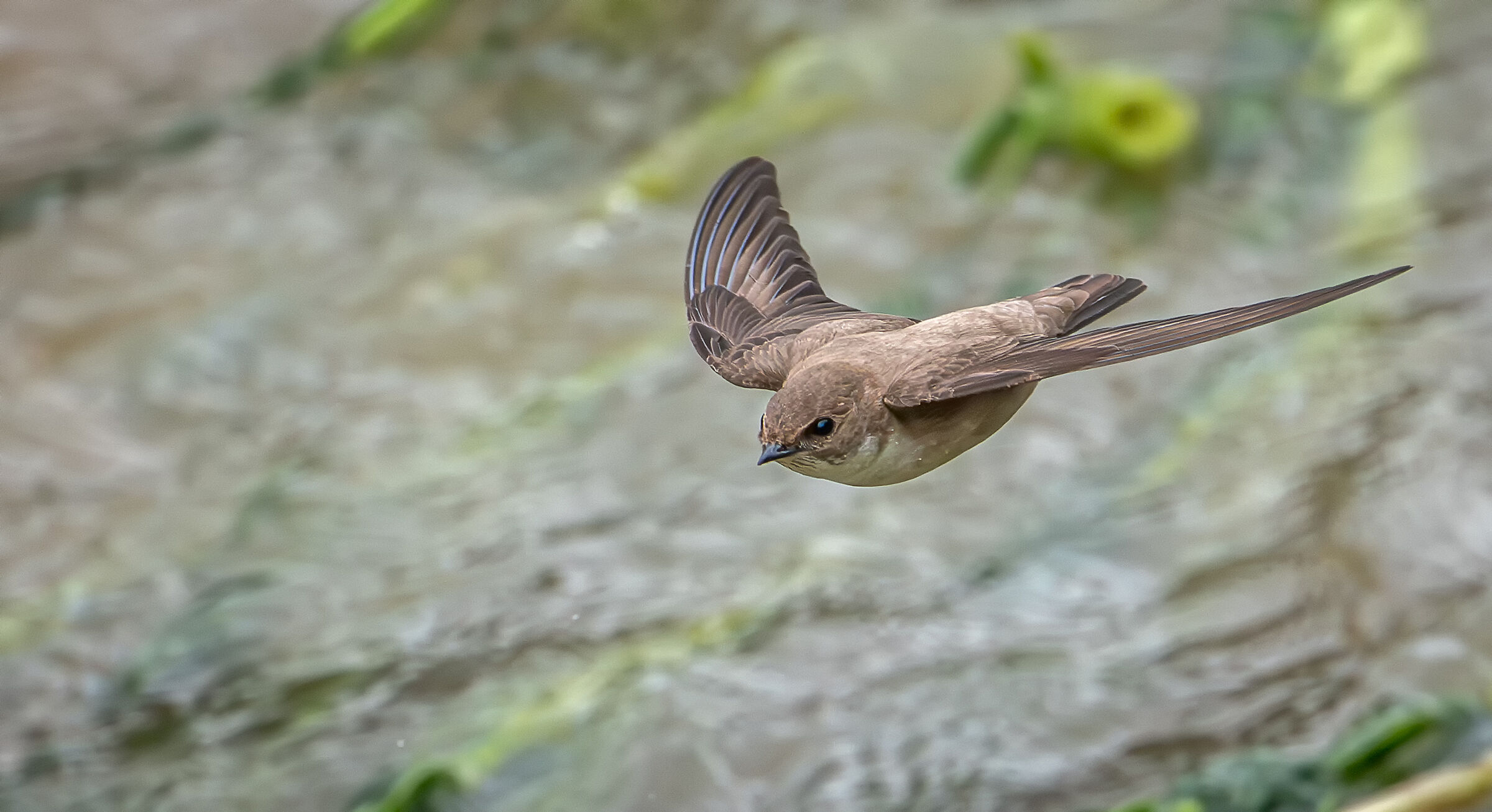 Barn swallow