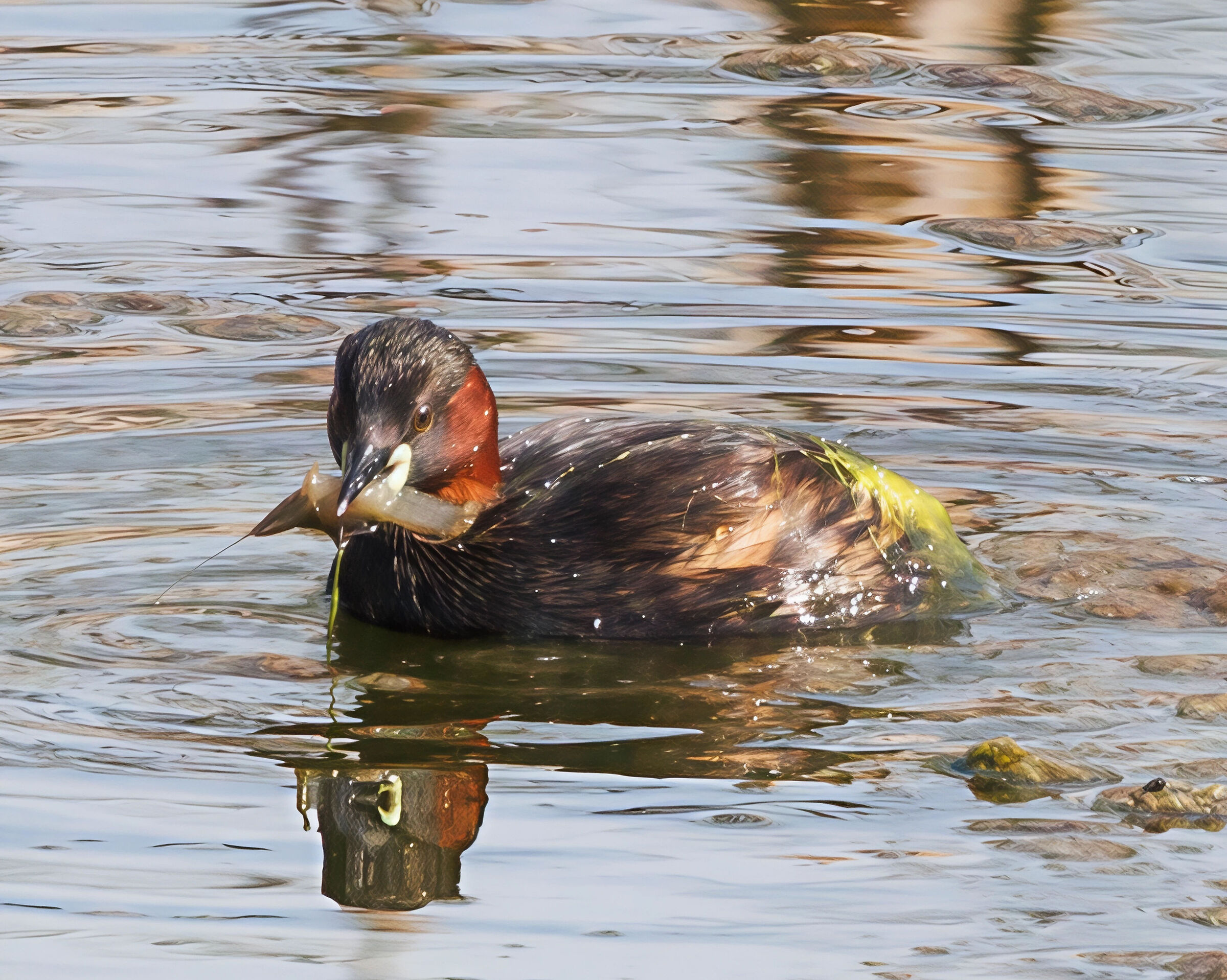 Little Grebe with Prey Oasi Lipu Cesano M. MB 30/03/2025