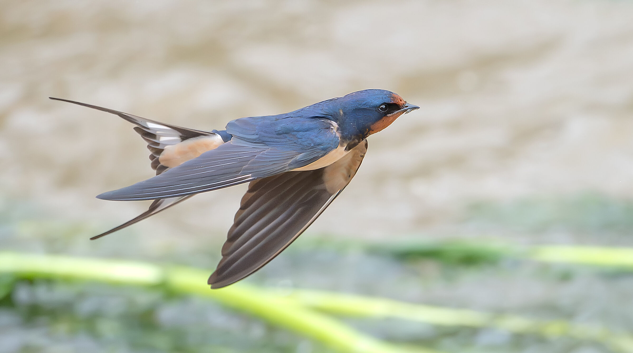 Barn swallow