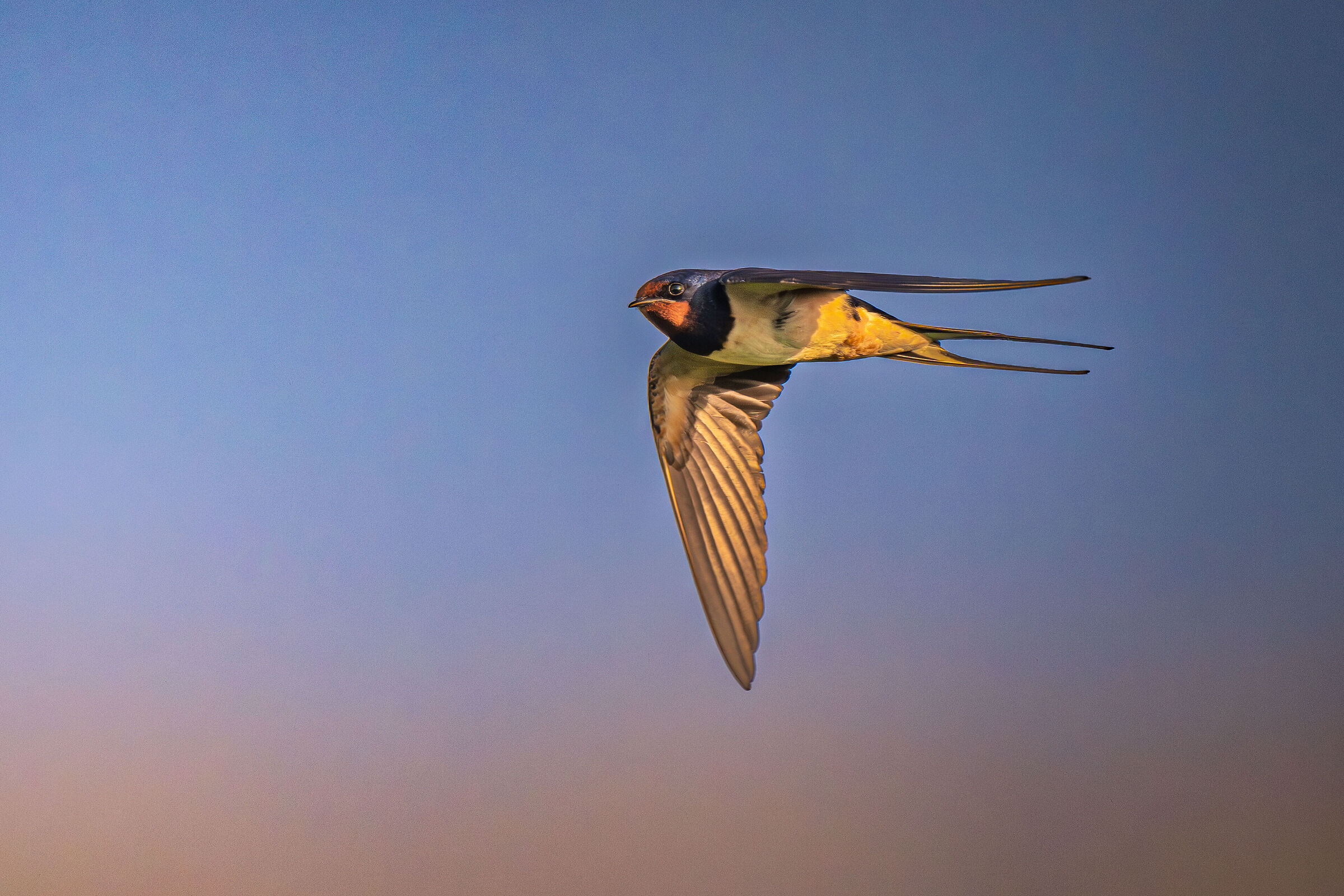 Swallow at sunset