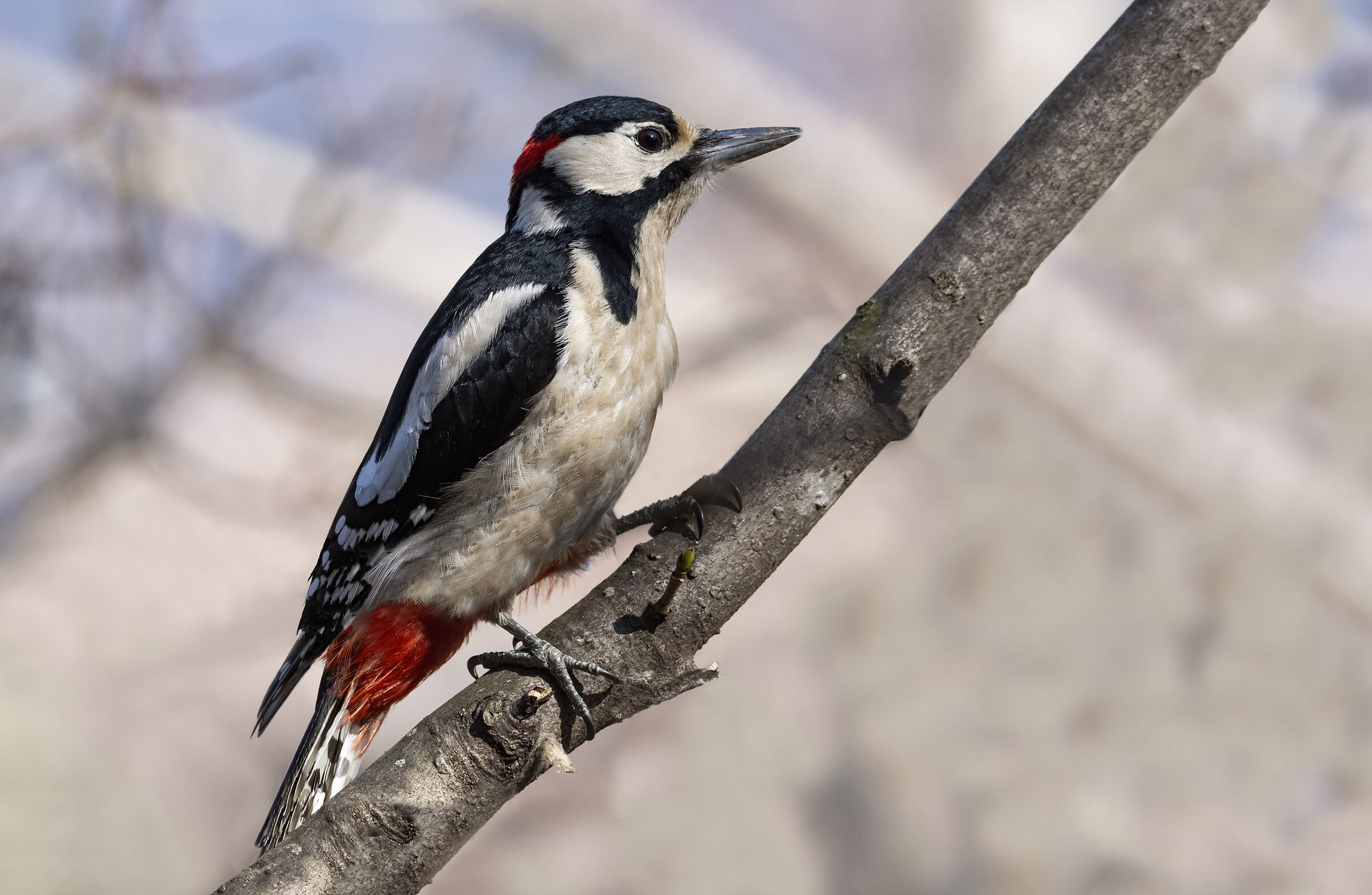 Picchio rosso maggiore m