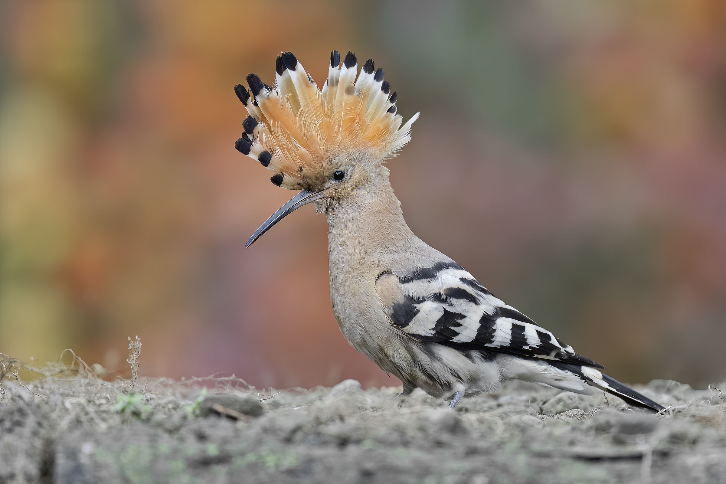 HOOPOE