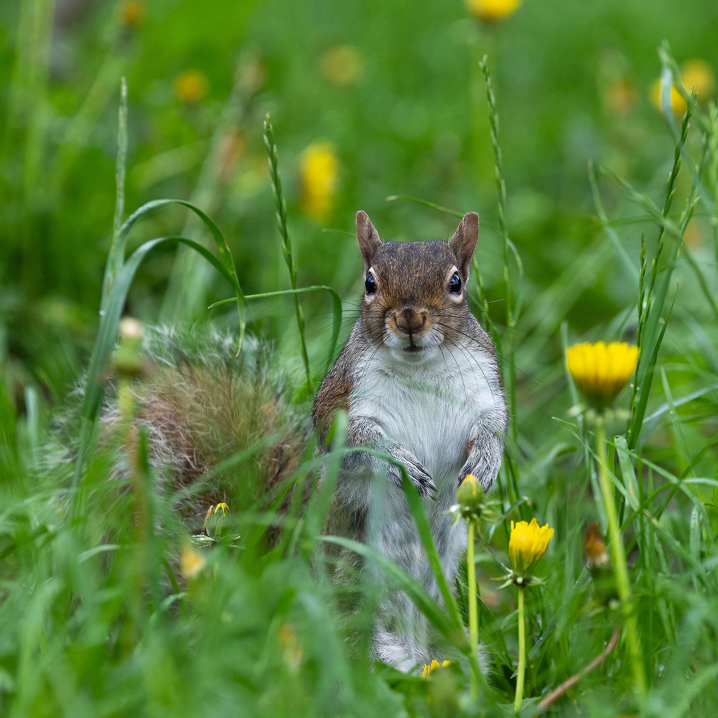 Scoiattolo Grigio - Turin