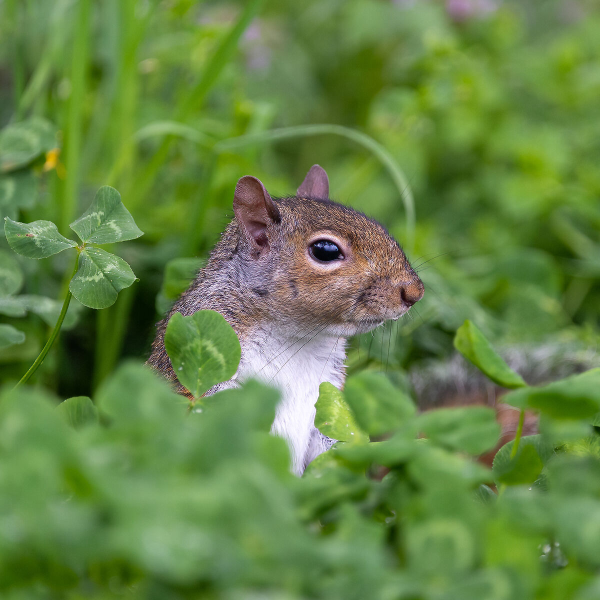 Scoiattolo Grigio - Turin