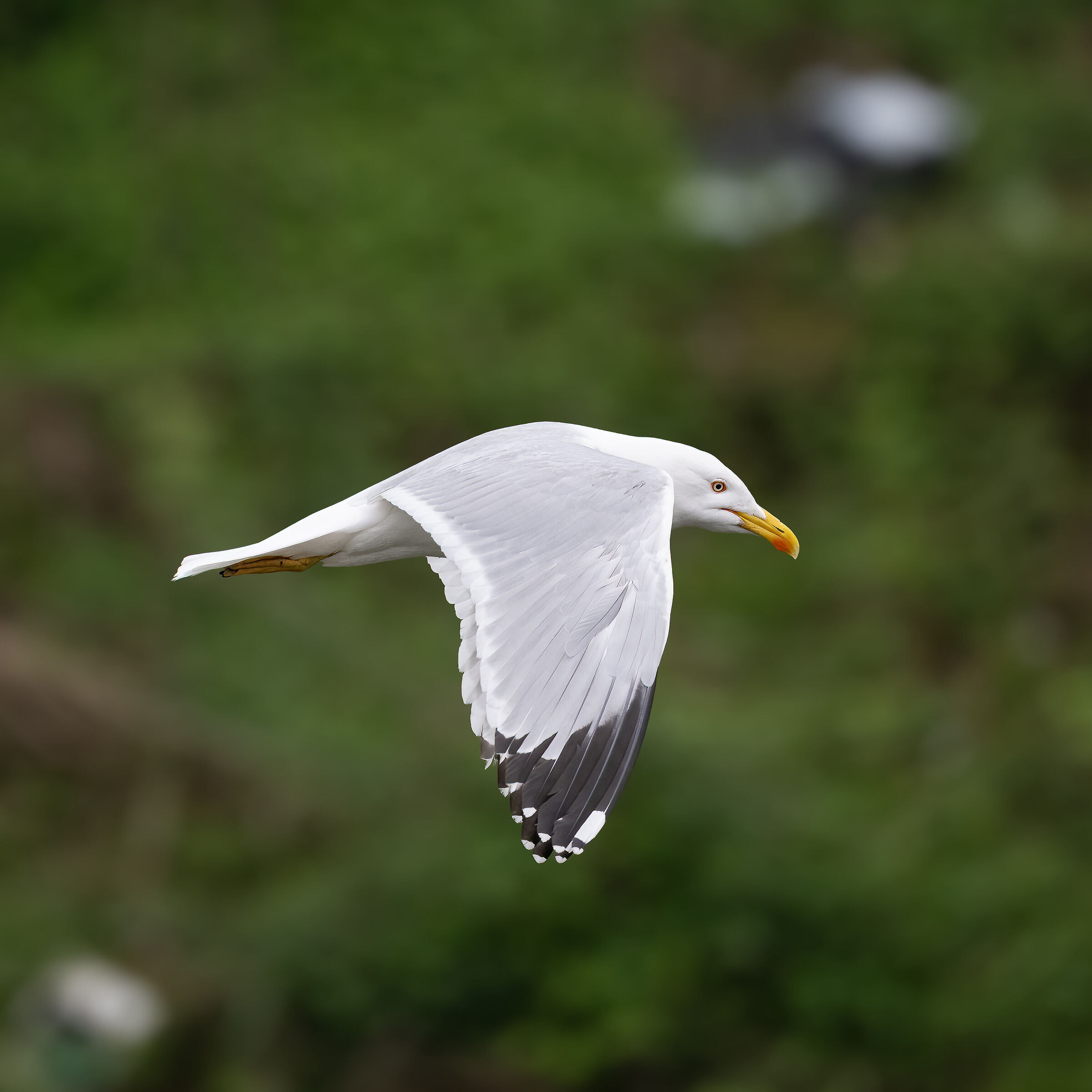 Herring Gull - Turin