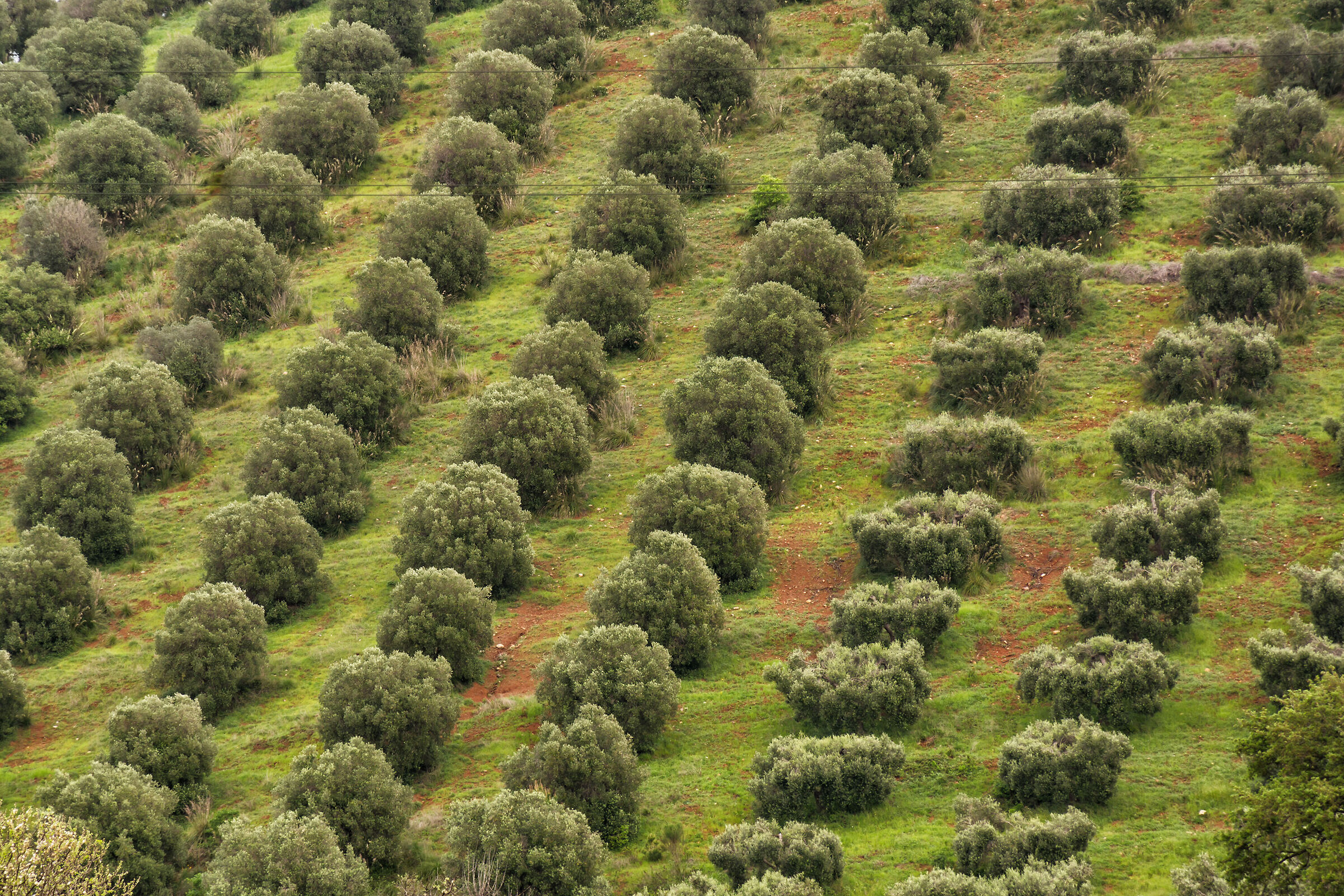 Geometries of olive trees