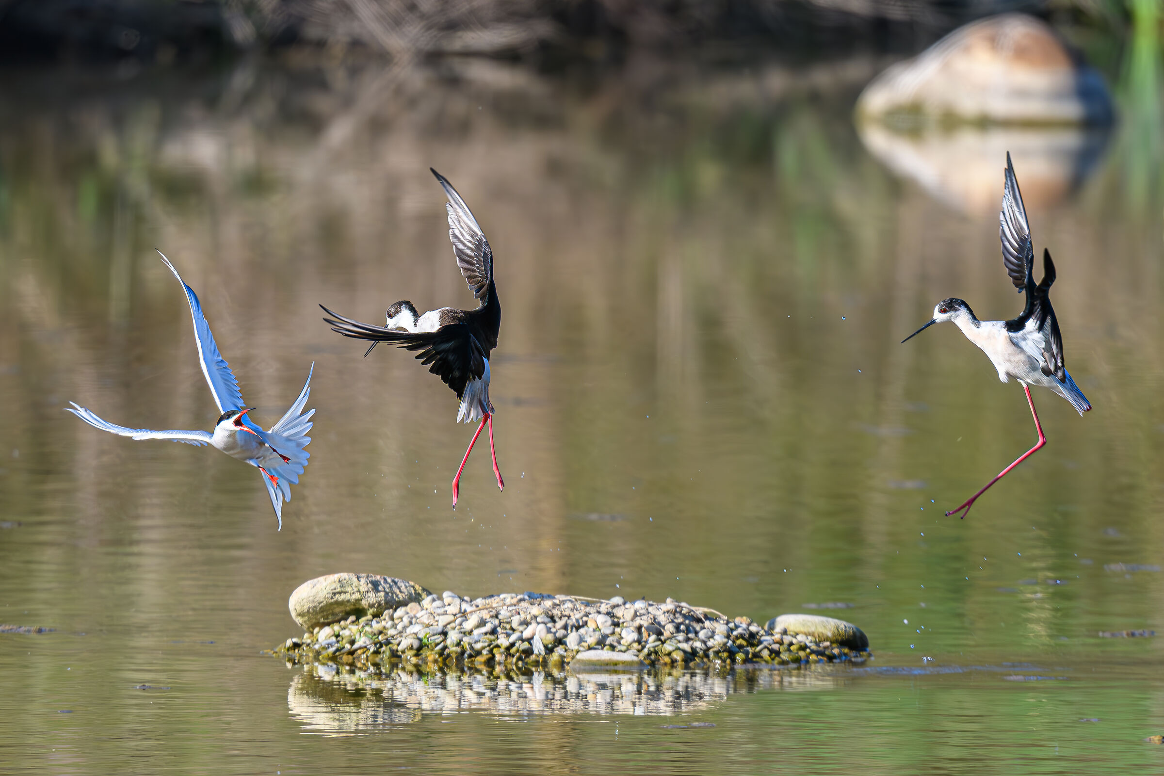 Sterna vs Cavaliere: L'attacco