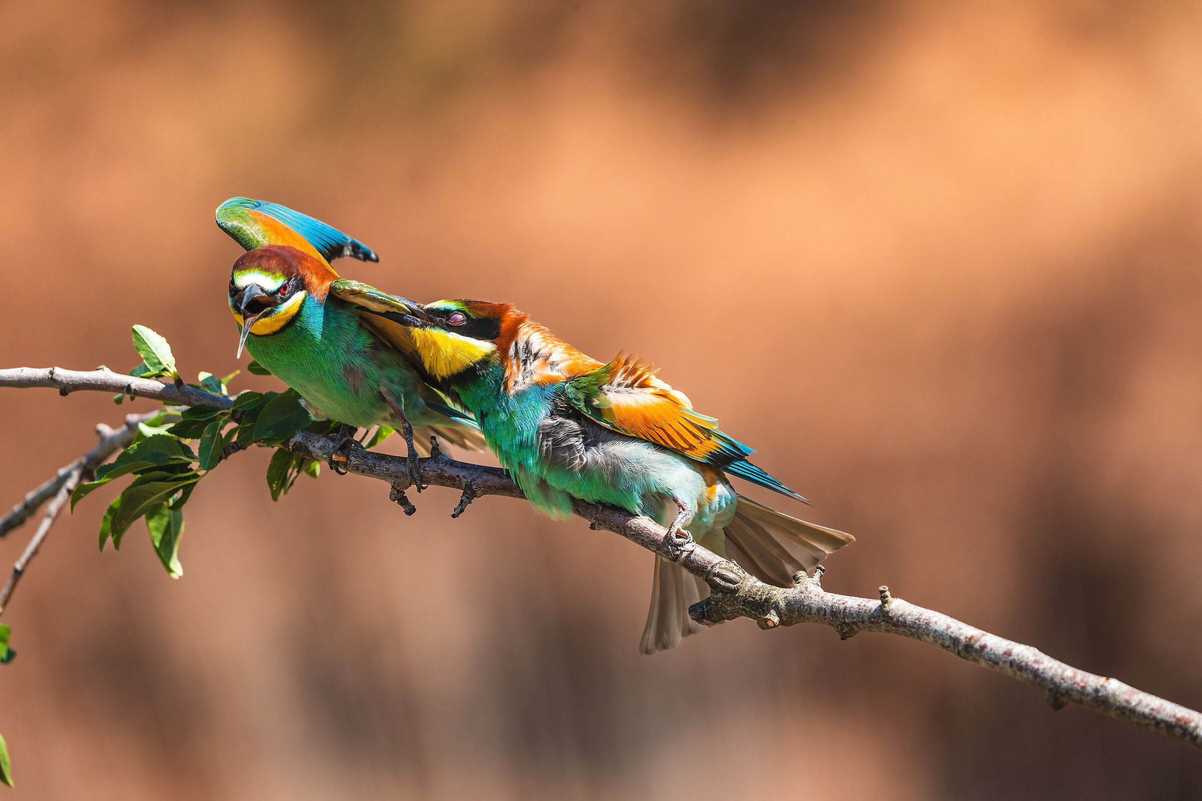 Skirmishes between lovers