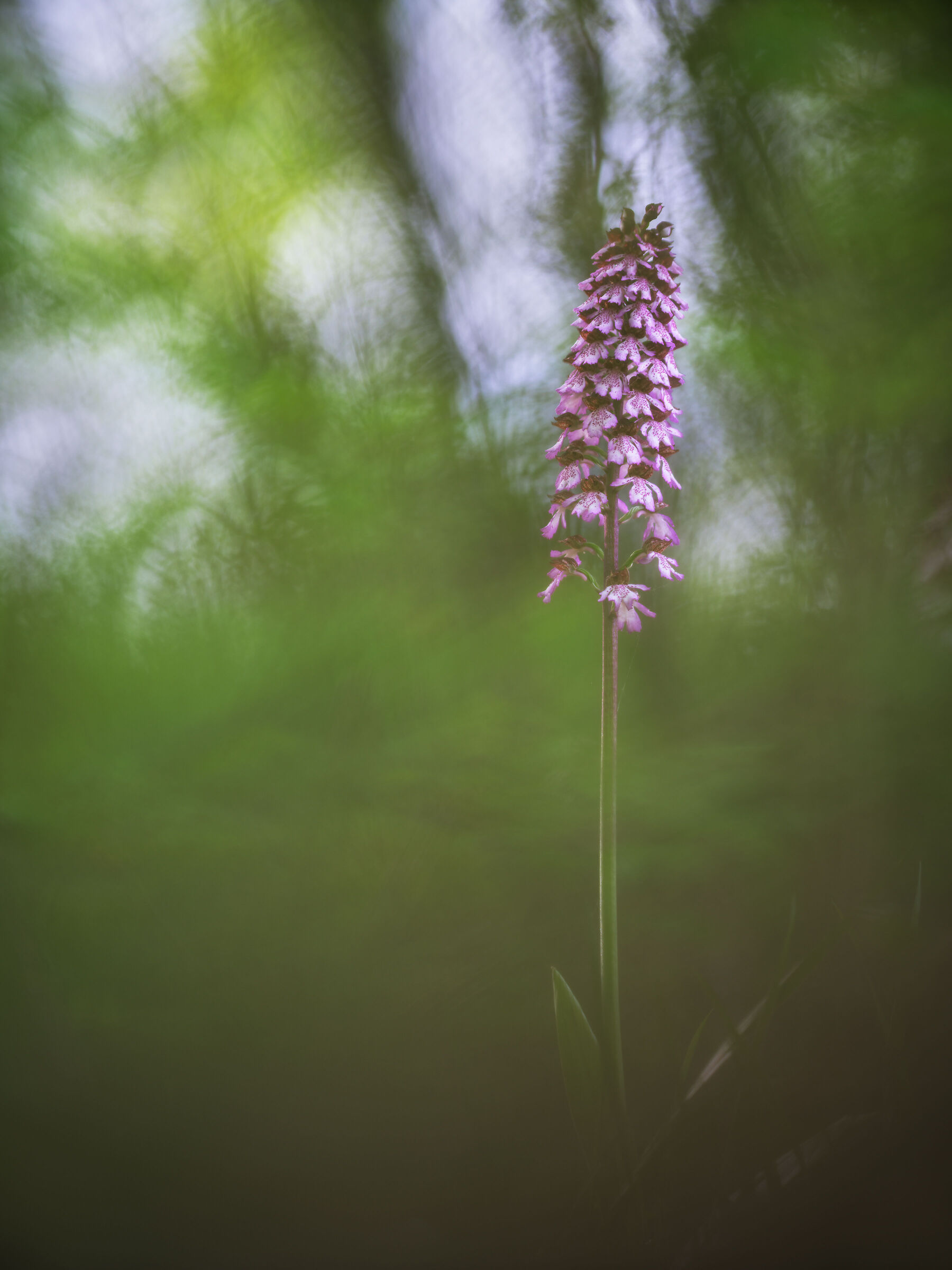 Orchis purpurea