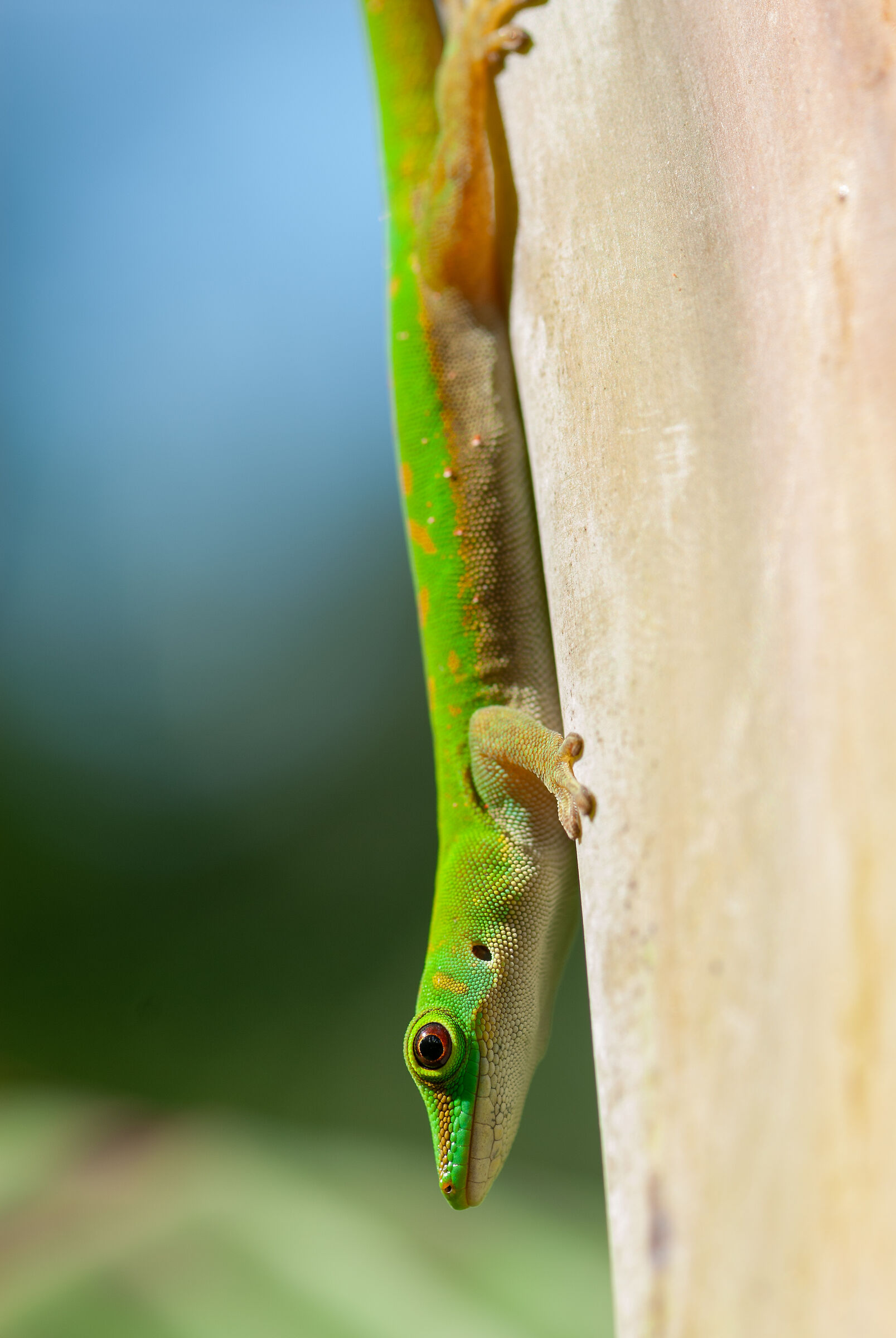 Gecko on praslin