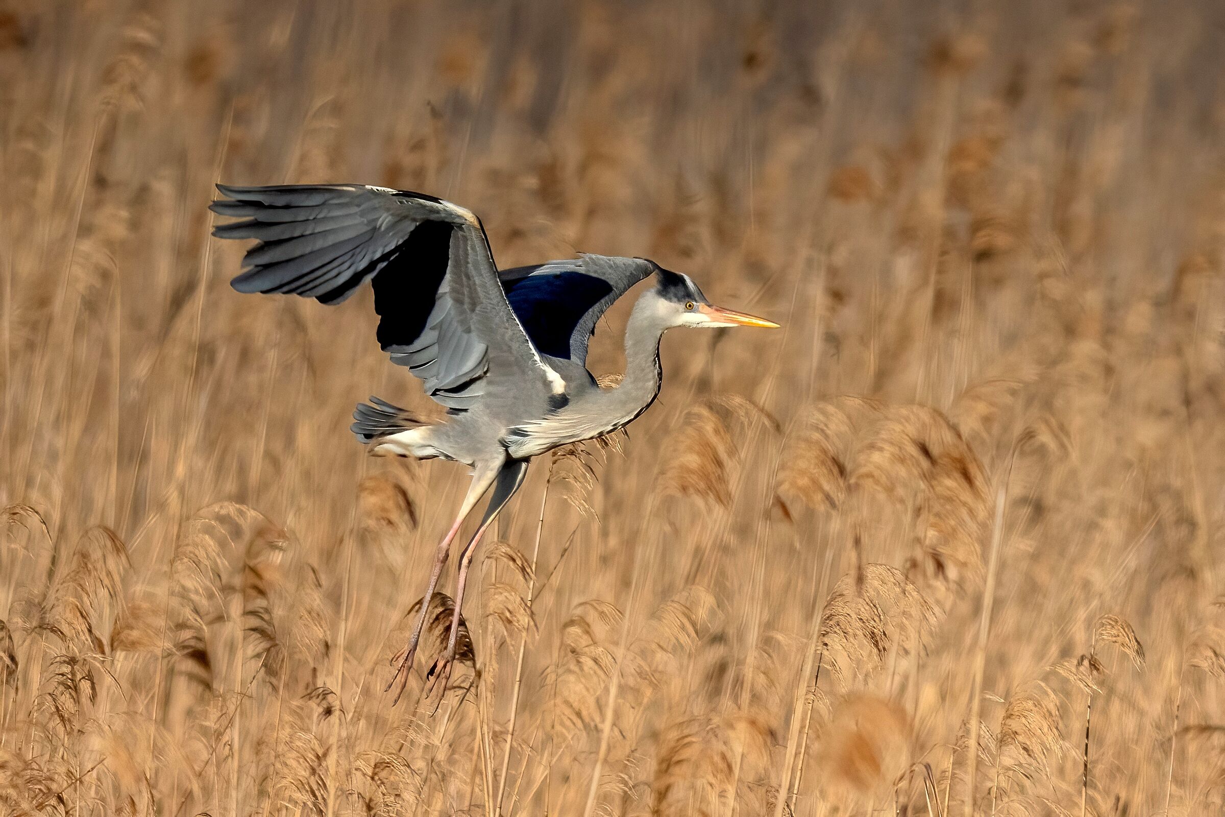 Grey Heron (Ardea cinerea)