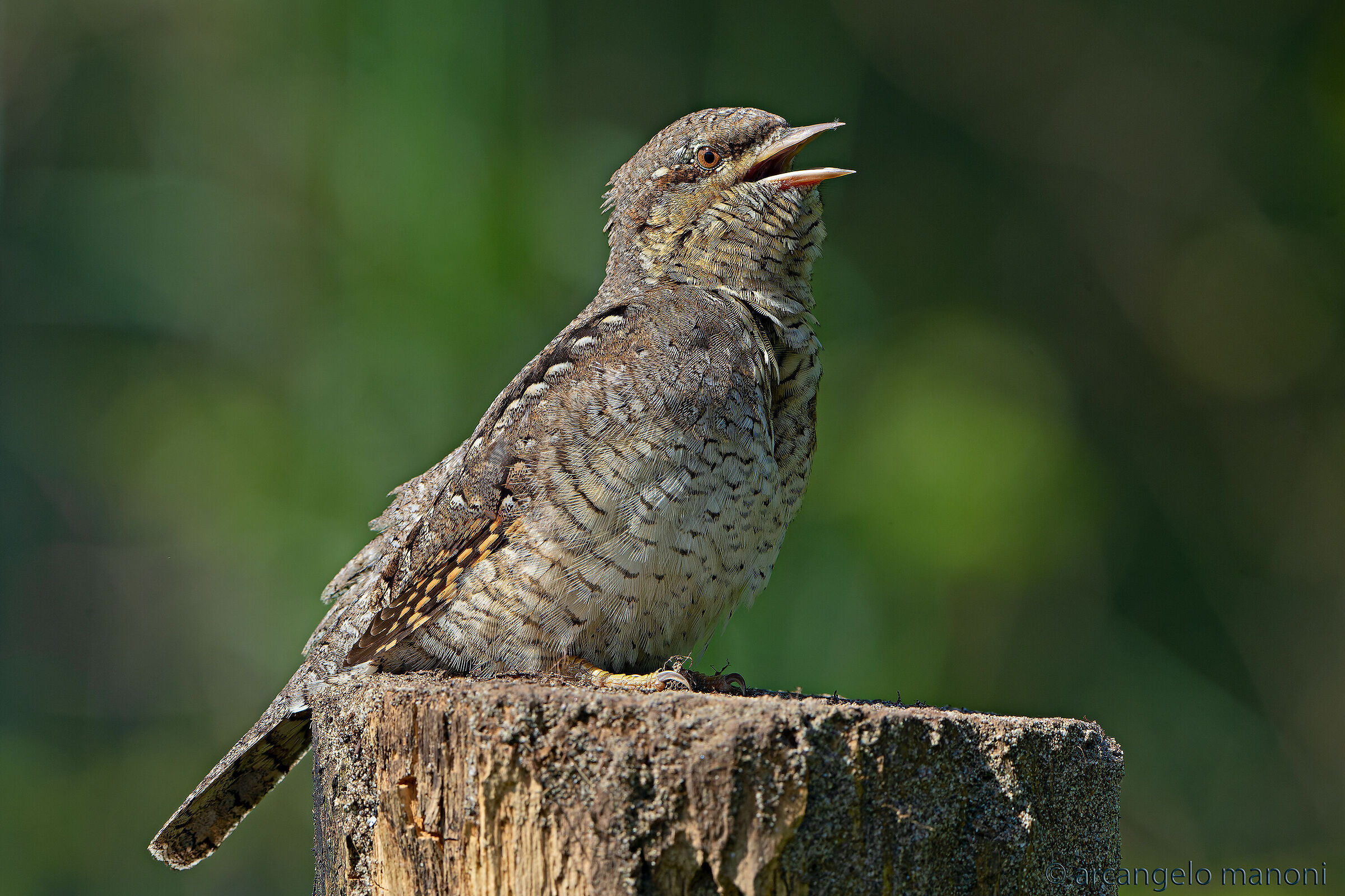 Torcicollo che canta