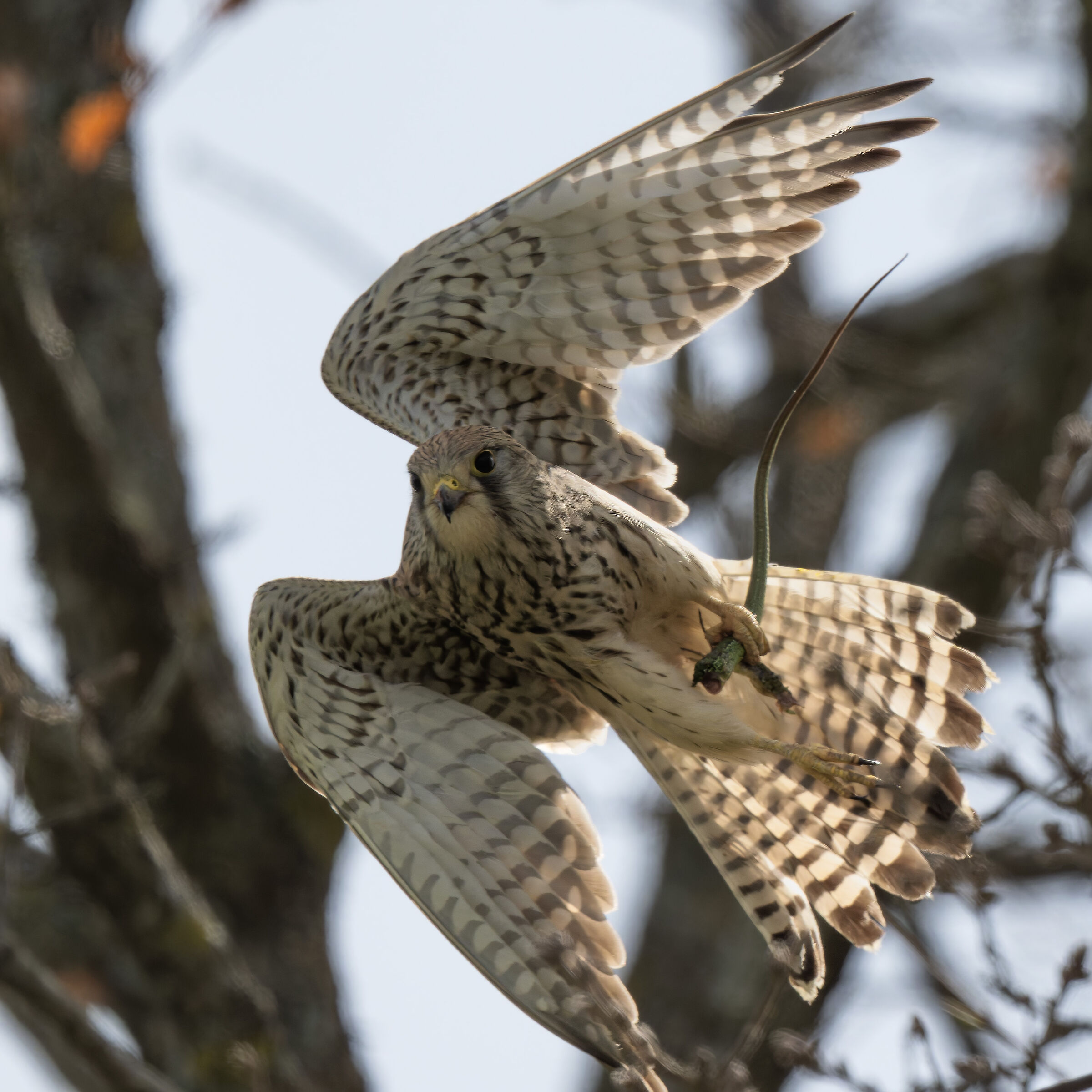 Kestrel with prey