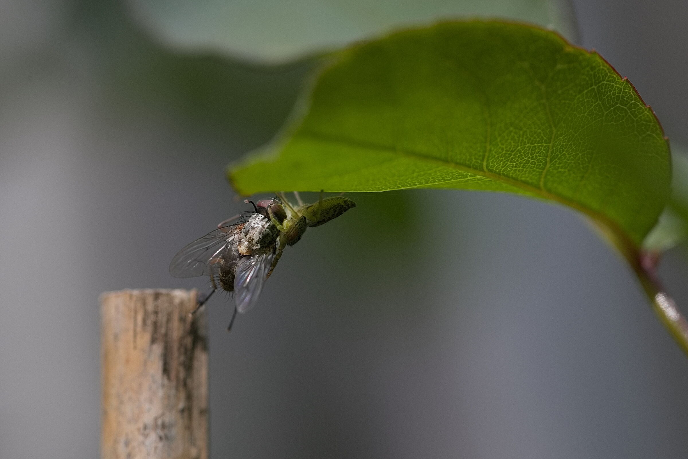 In the spider's clutches