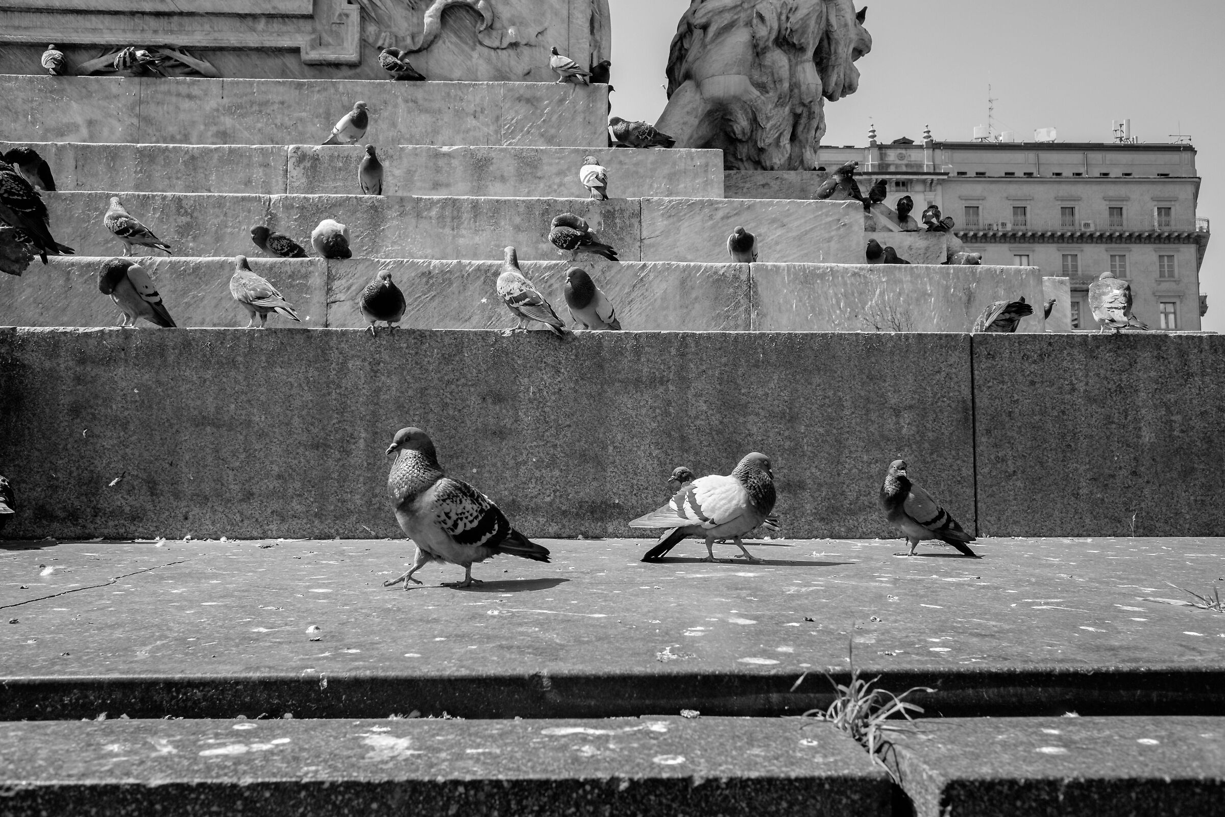 Pigeons
